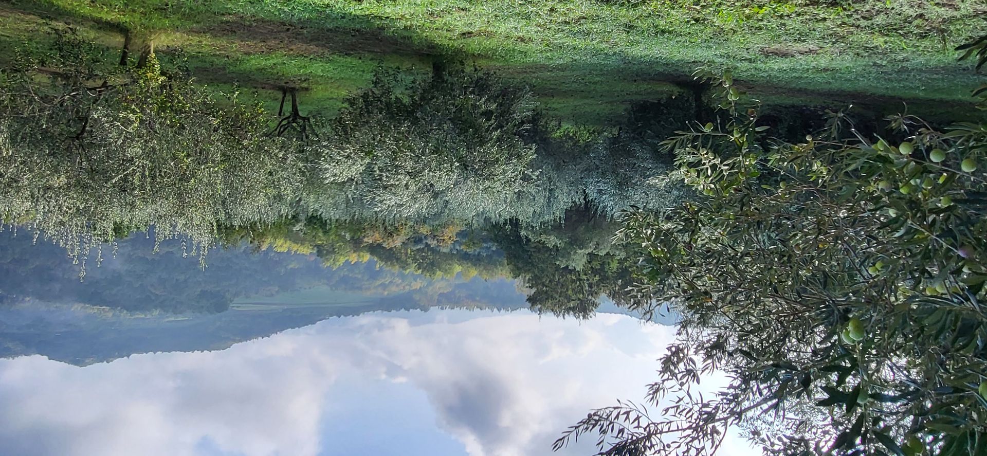 Terre dans Motovun, Istarska Zupanija 11528981