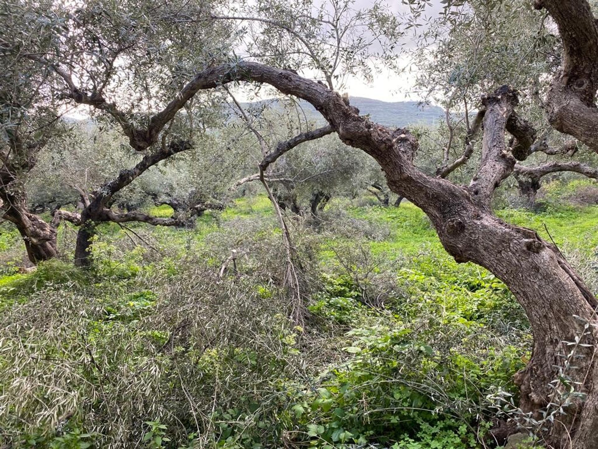 Tierra en Kampos,  11529613