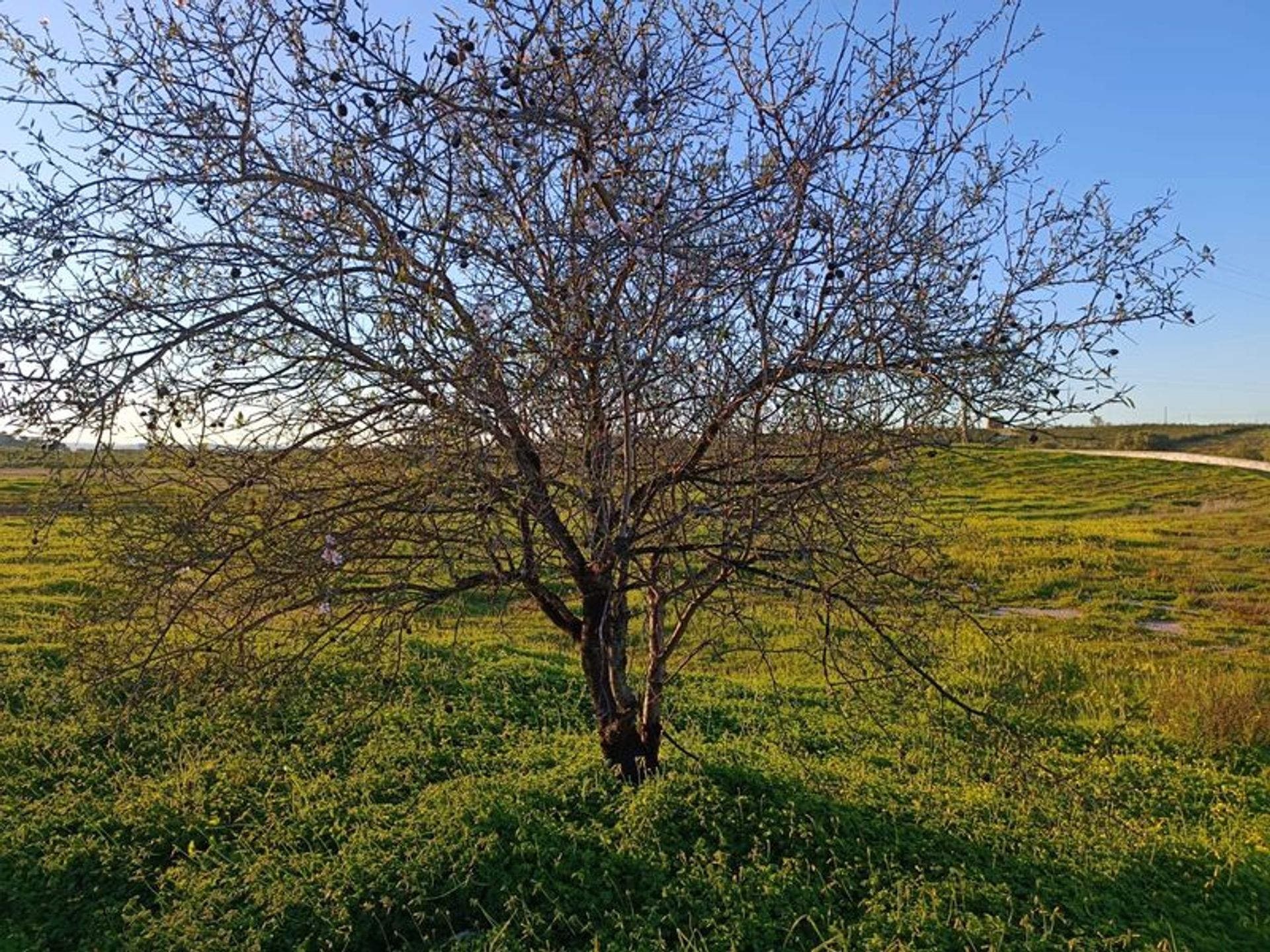 Maa sisään Castro Marim, Faro District 11534555