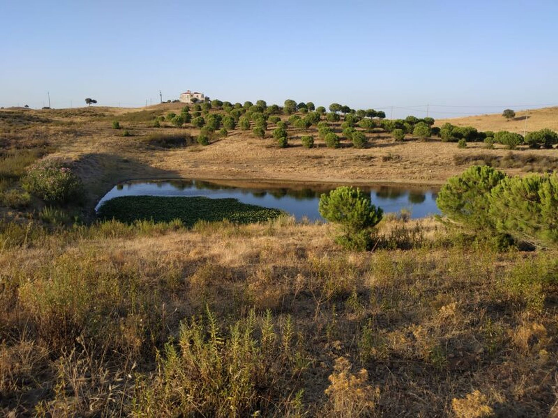 Tierra en Castro Marim, Faraón 11535147