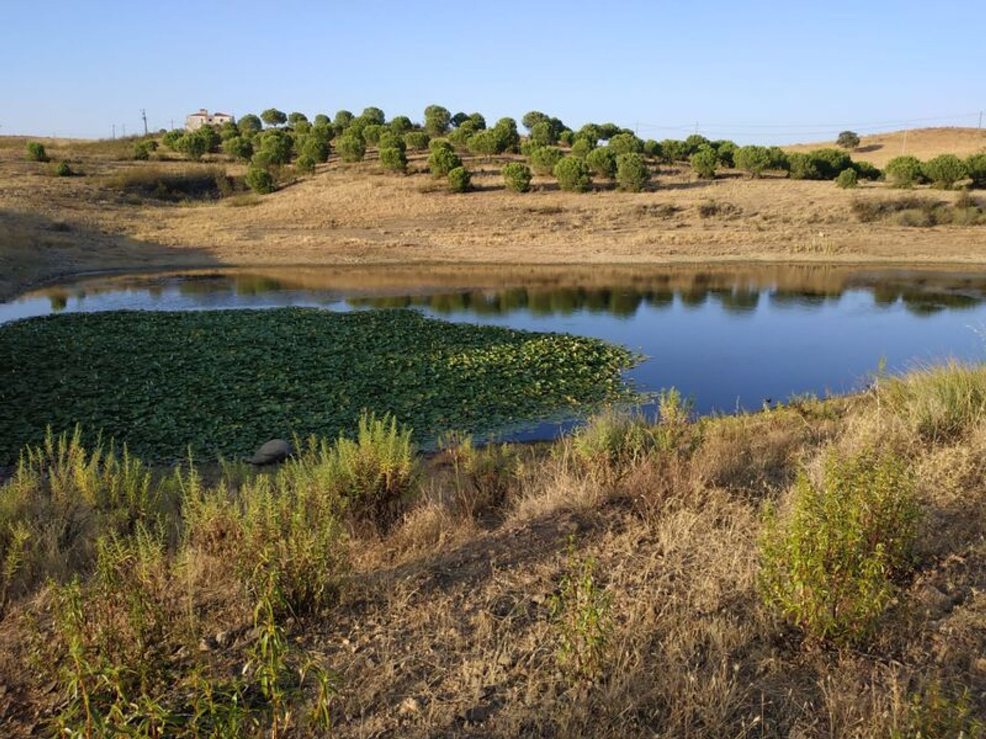 Tierra en Castro Marim, Faraón 11535147