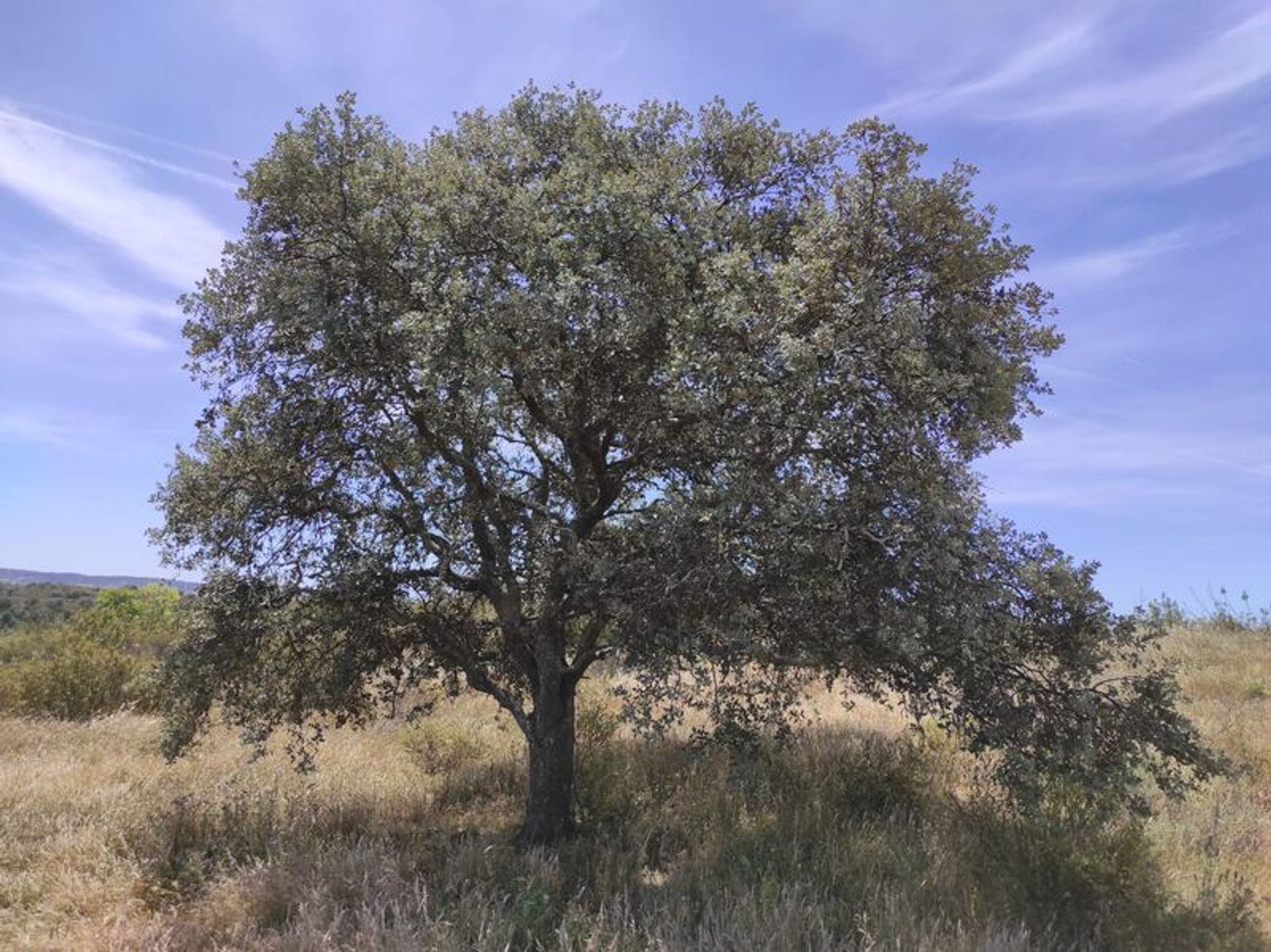 Terre dans Castro Marim, Faro District 11535246