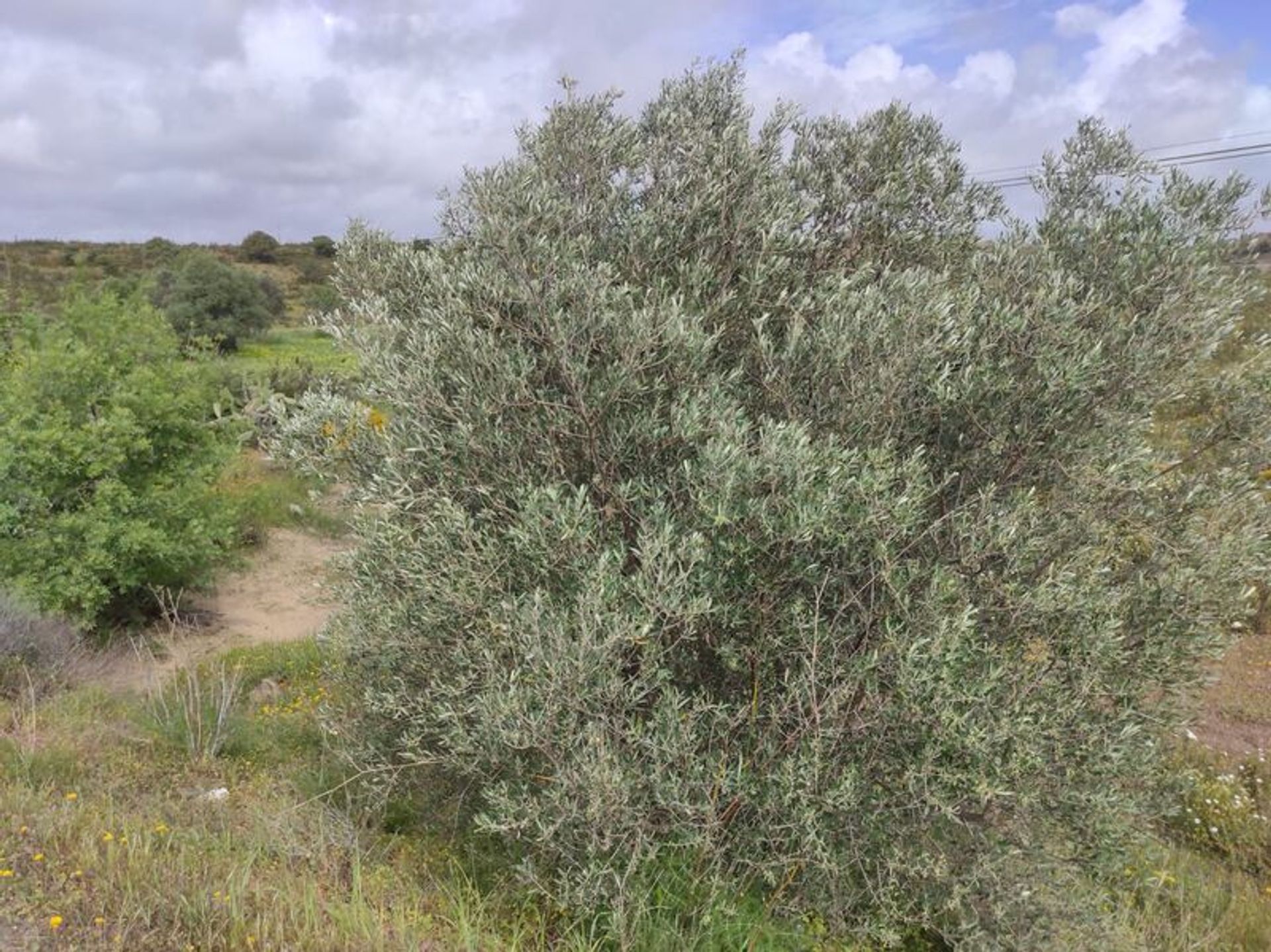 Tierra en Castro Marim, Faraón 11535531