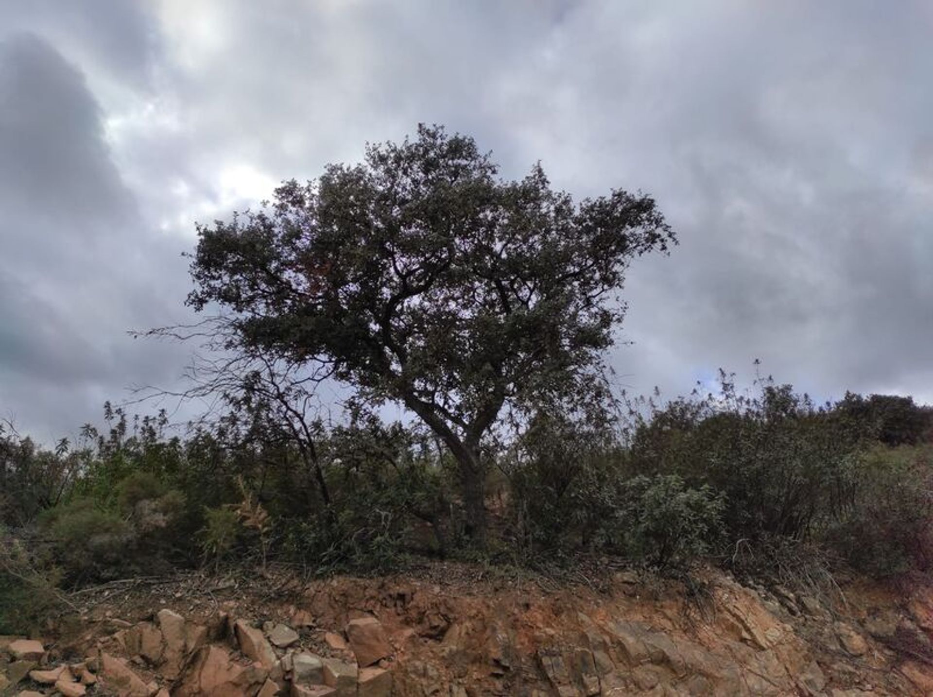 Tierra en Castro Marim, Faraón 11535579