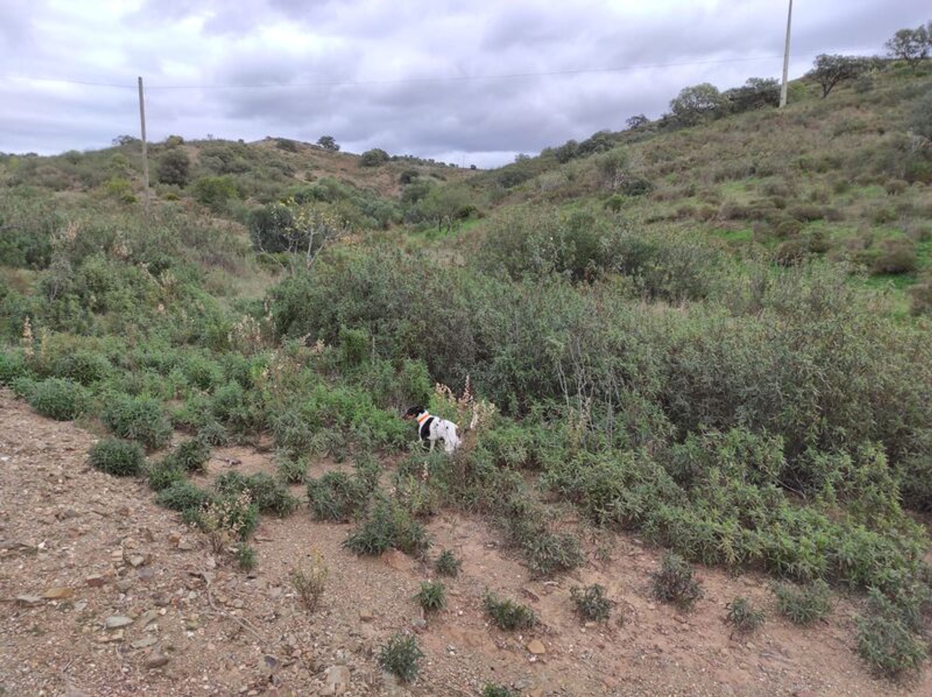 Terre dans Castro Marim, Faro District 11535579