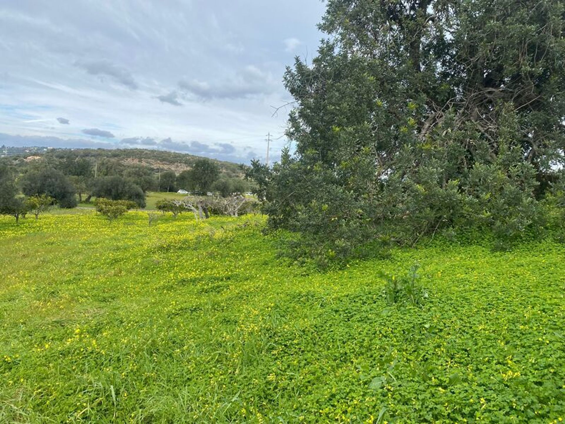 土地 在 São Brás de Alportel, Faro District 11535906