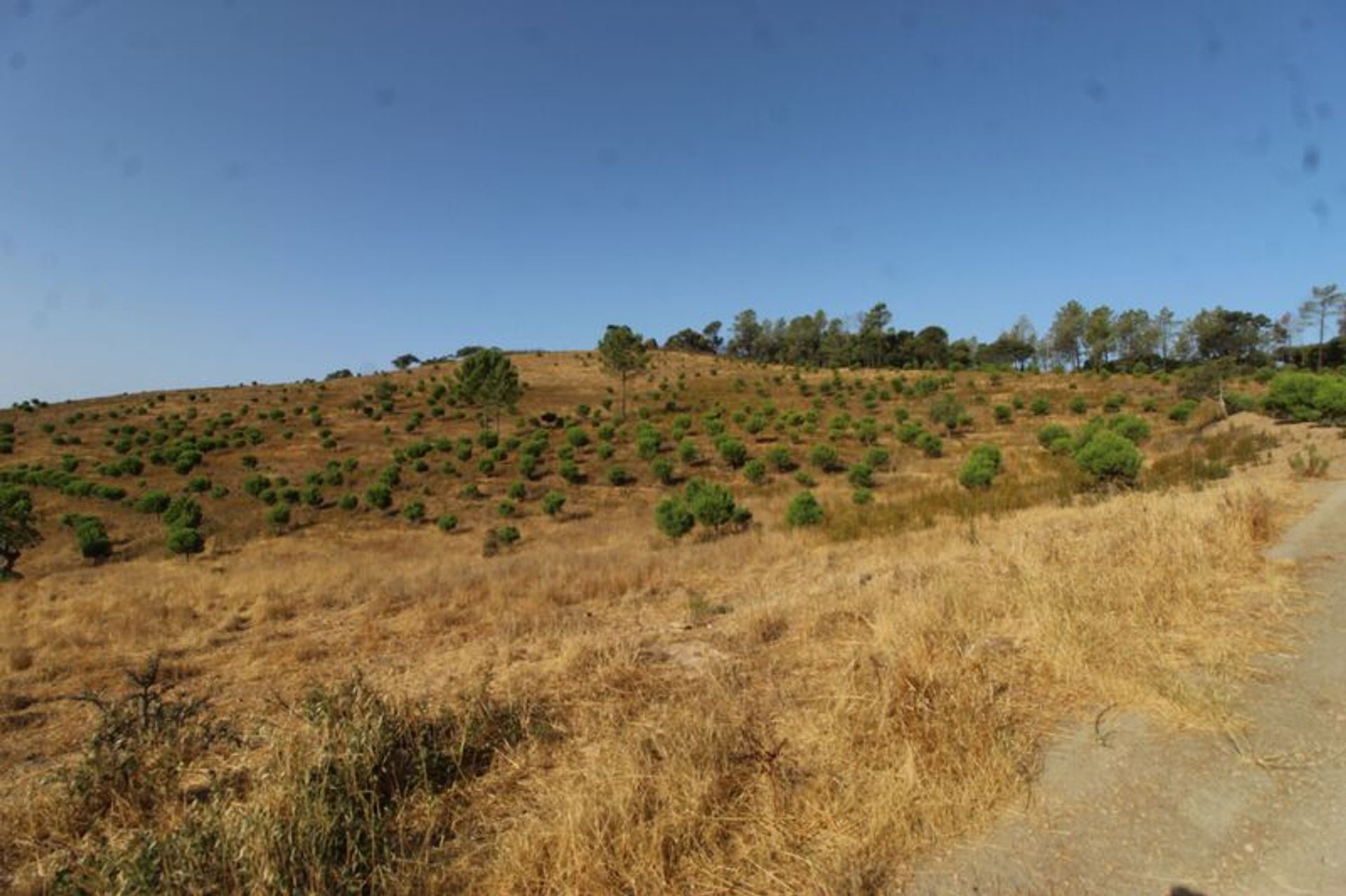 土地 在 Loulé, Faro District 11536115