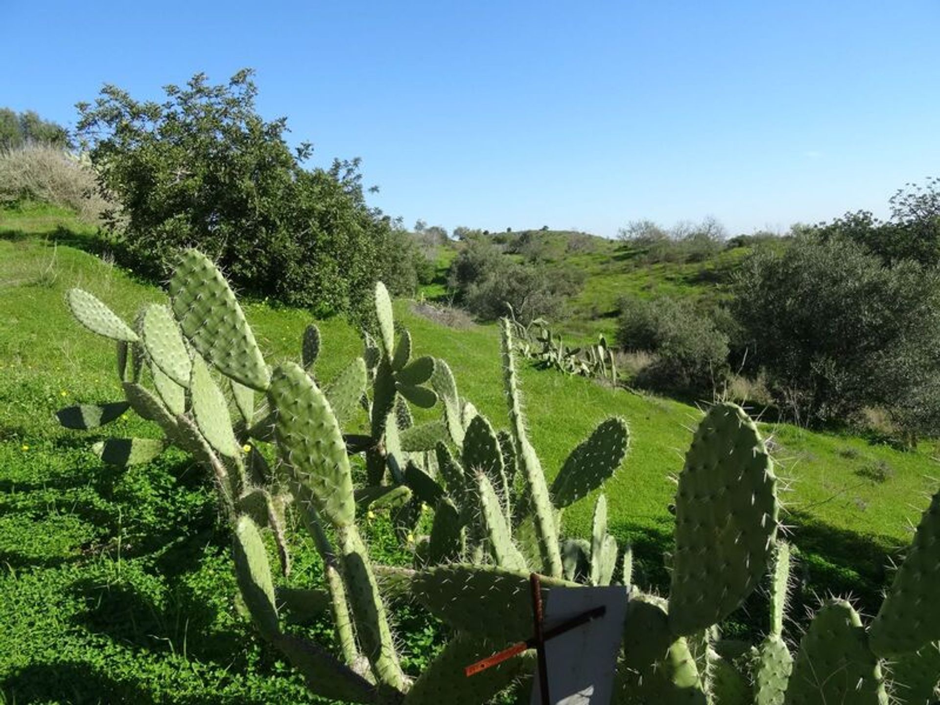 Tierra en Castro Marim, Faraón 11536167