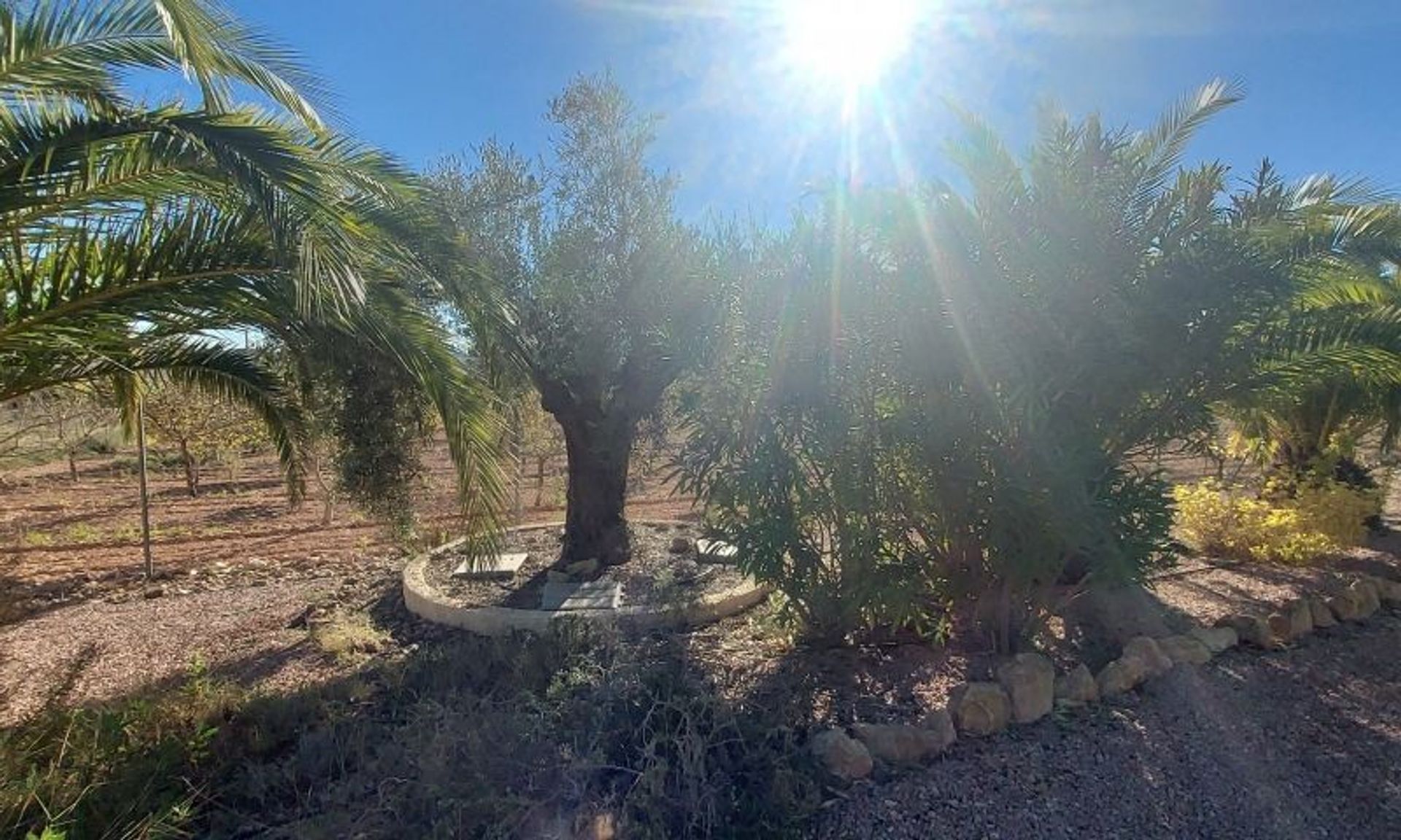 Casa nel El Fondó de les Neus, Valencian Community 11537716