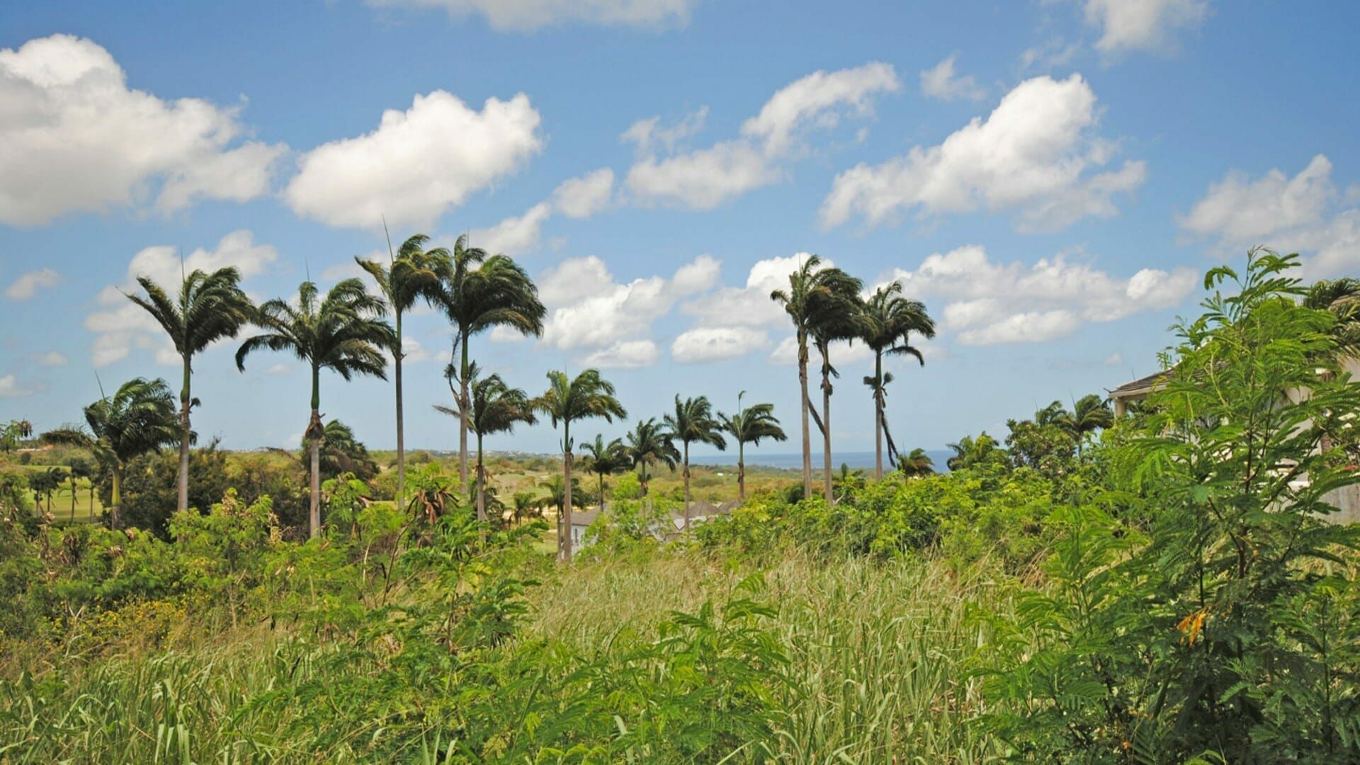 Terra no Bridgetown, Saint Michael 11539827