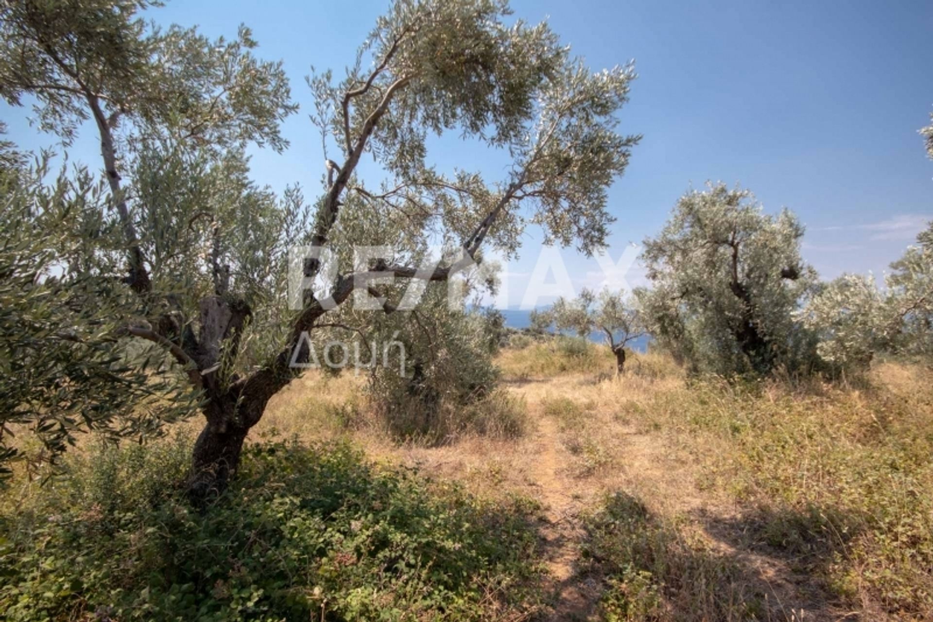 Land in Milies, Thessalië 11546367