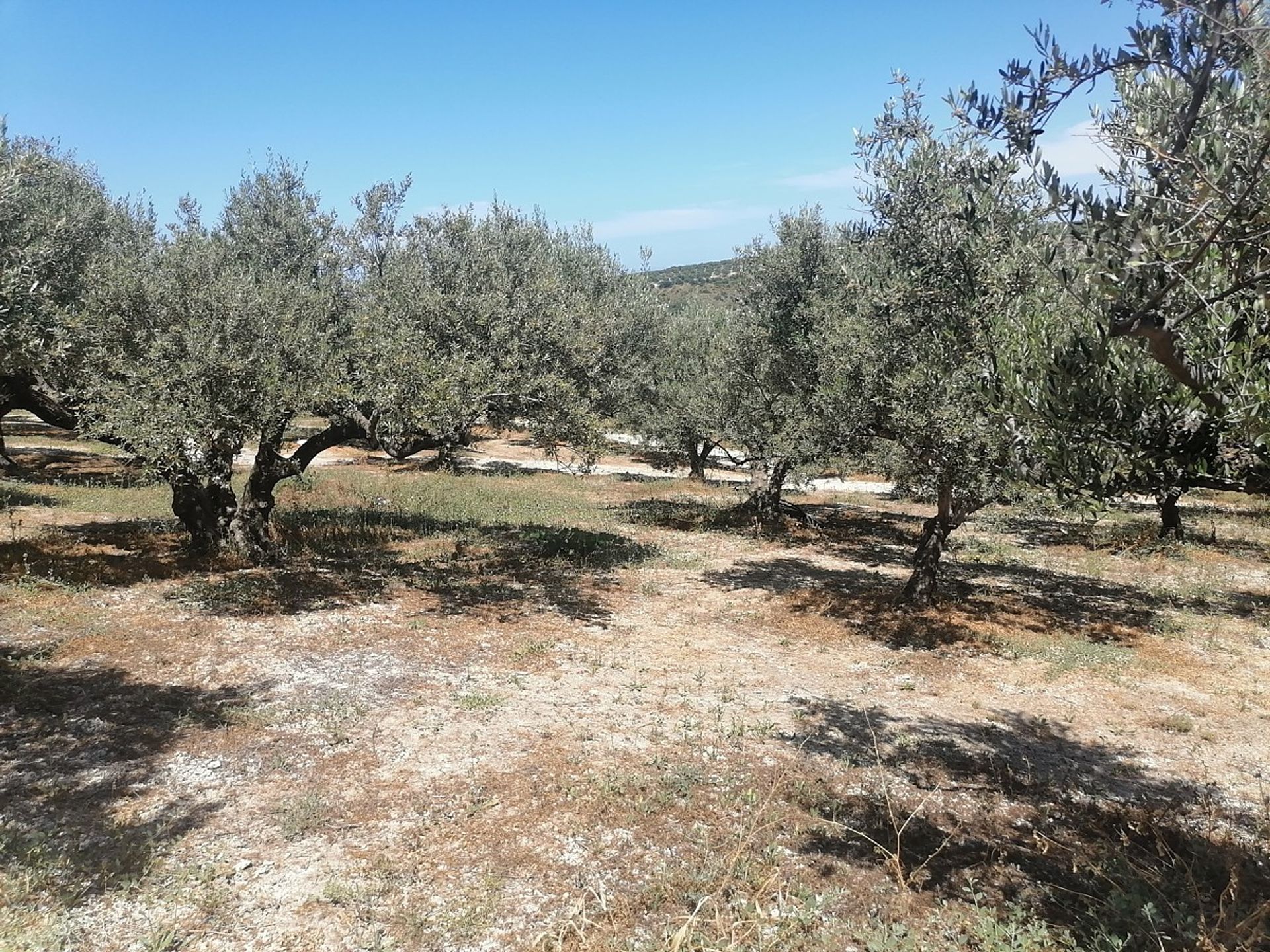 Land in Platanias,  11549345