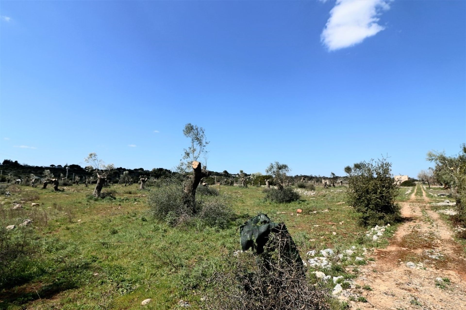 Земля в Ruffano, Apulia 11553220