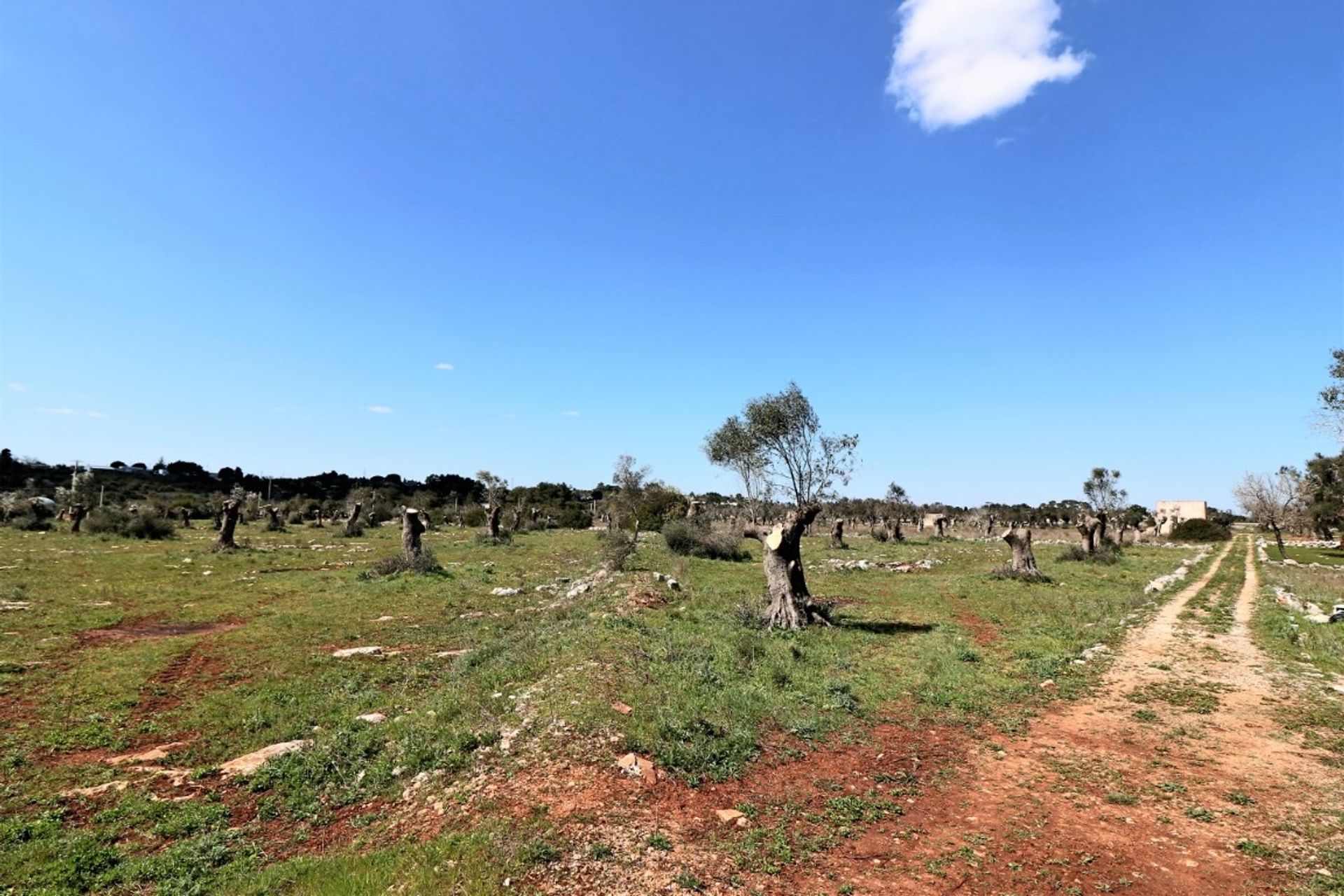 Jord i Ruffano, Apulia 11553220