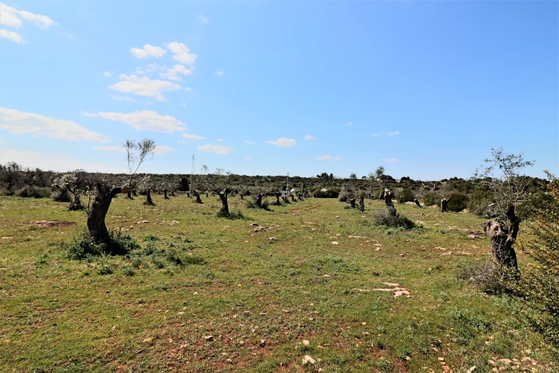 Земля в Ruffano, Apulia 11553220