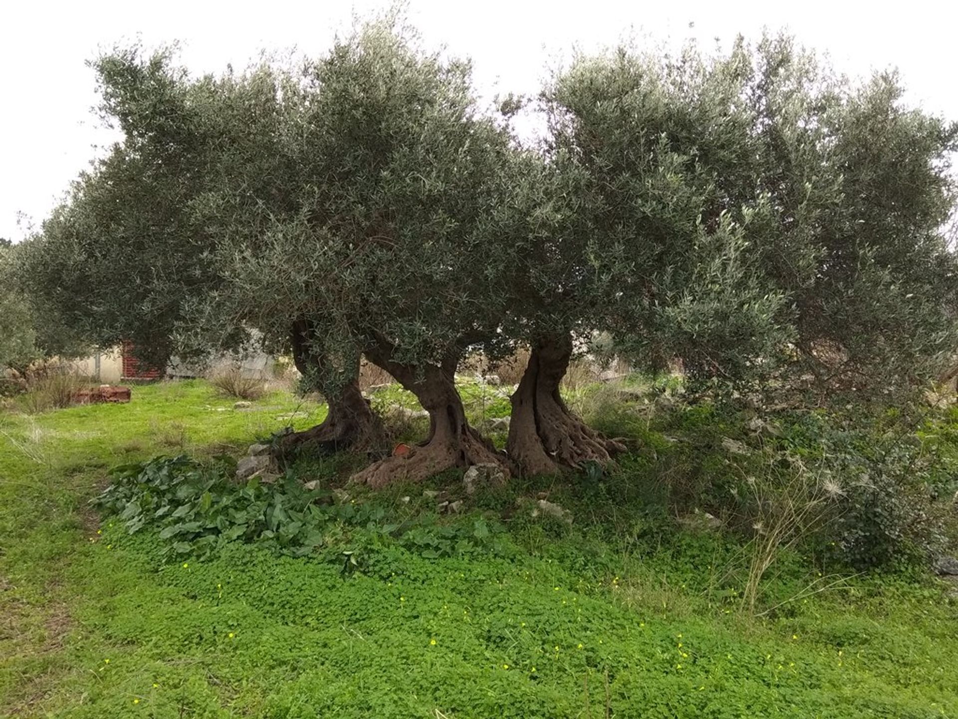 ארץ ב קפאלאס, קריטי 11553749