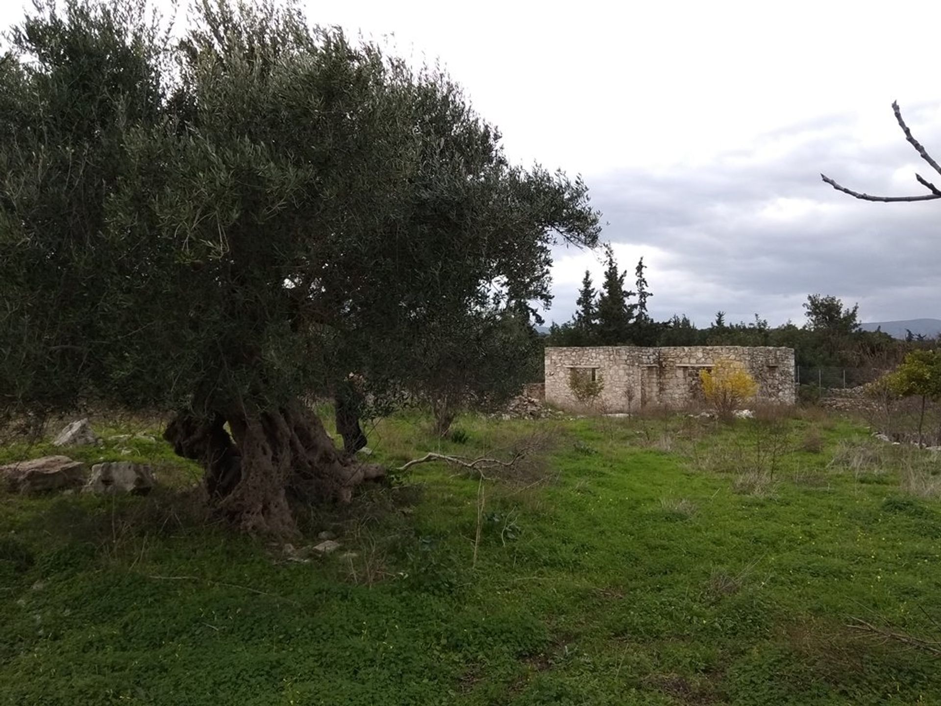 Land im Kefalas, Kriti 11553749