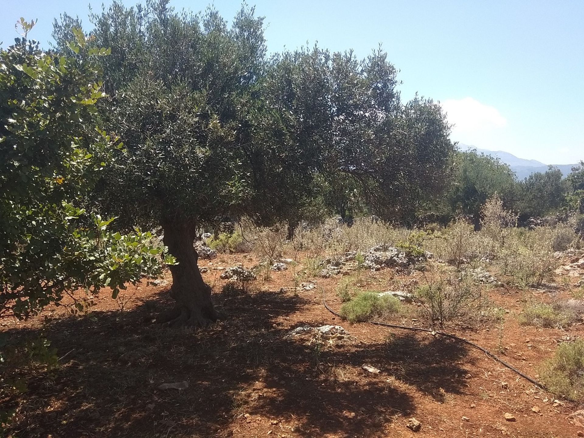 Land in Kefalas, Kriti 11553838