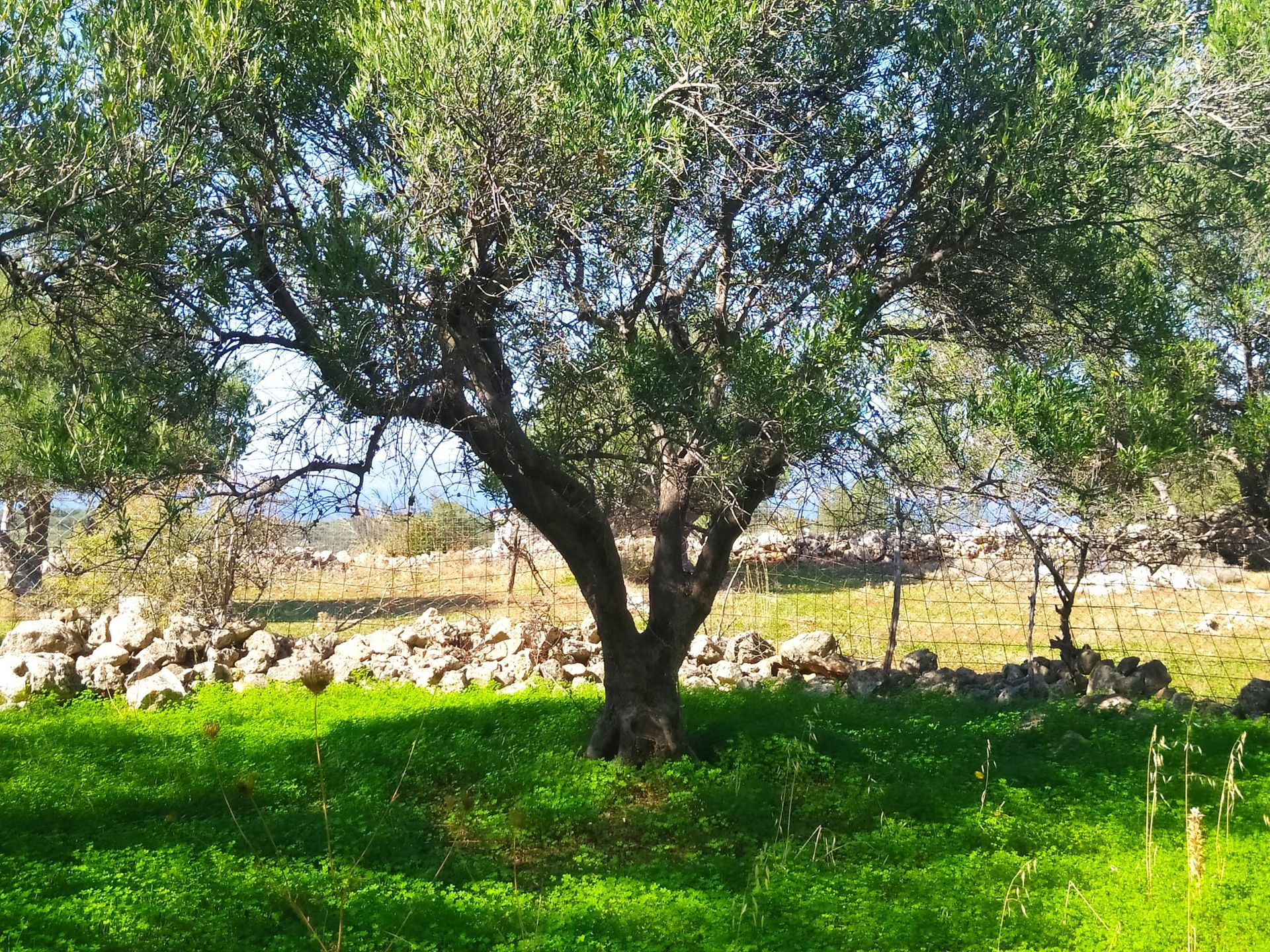 الأرض في Kokkino Chorio,  11553843