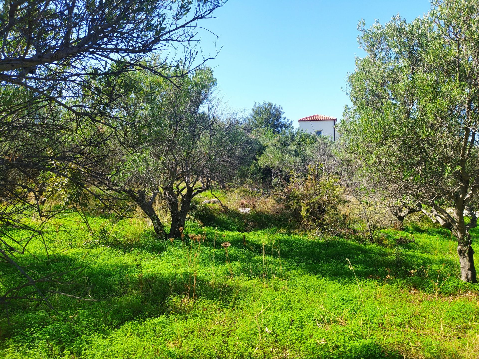 الأرض في Kokkino Chorio,  11553843