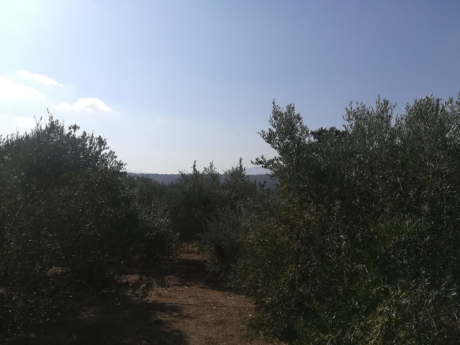 Land im Kefalas, Kriti 11554154