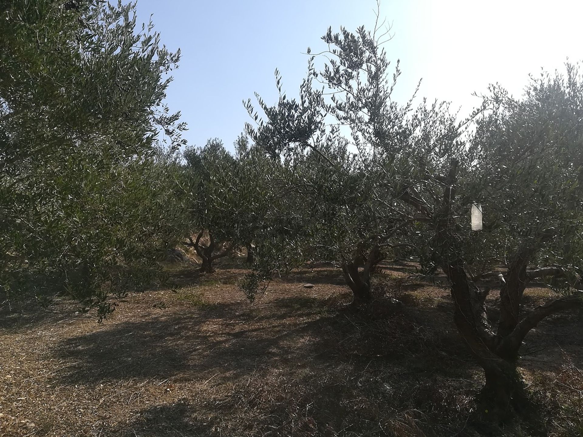 Land im Kefalas, Kriti 11554154