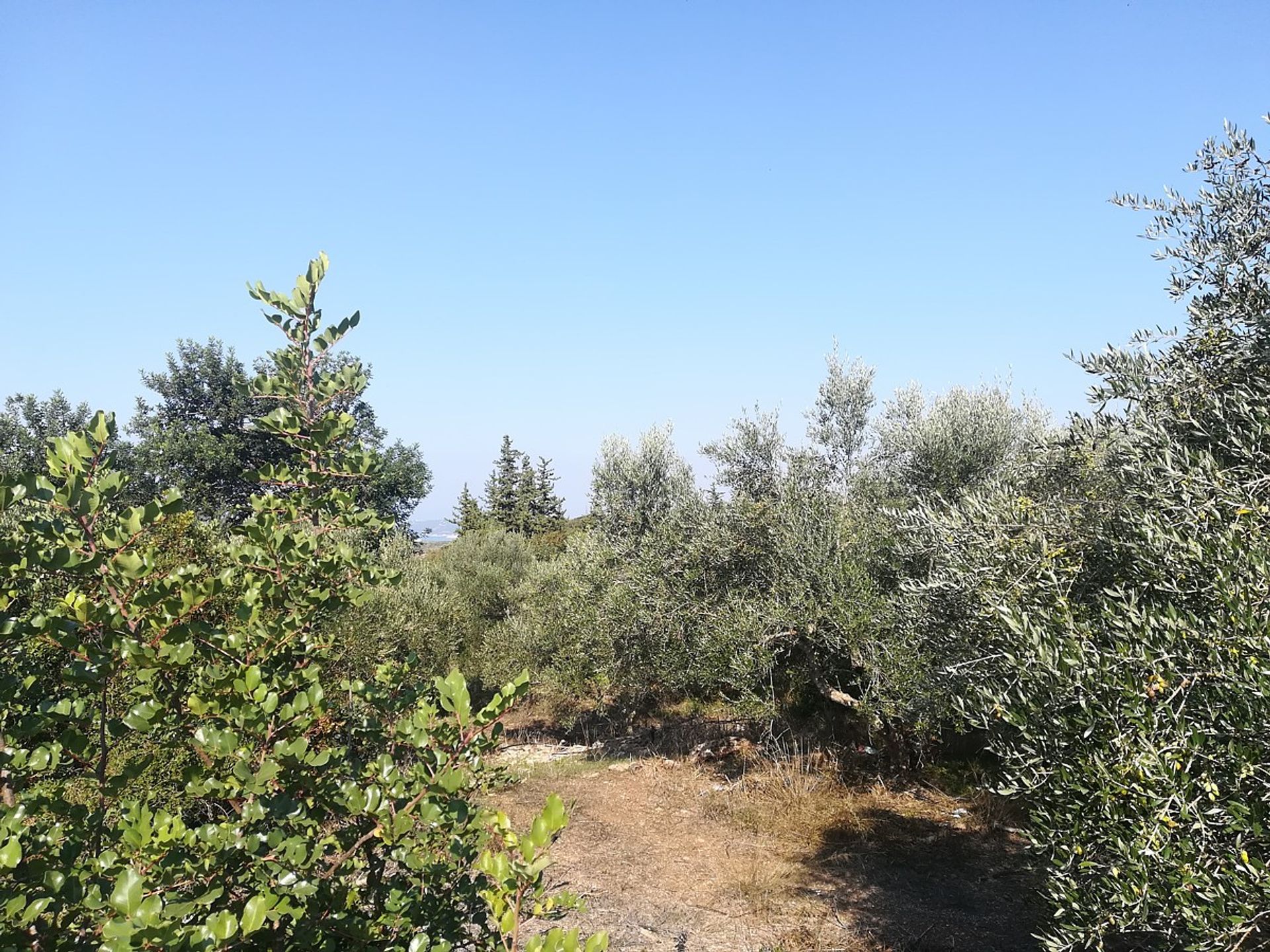 Land im Kefalas, Kriti 11554154