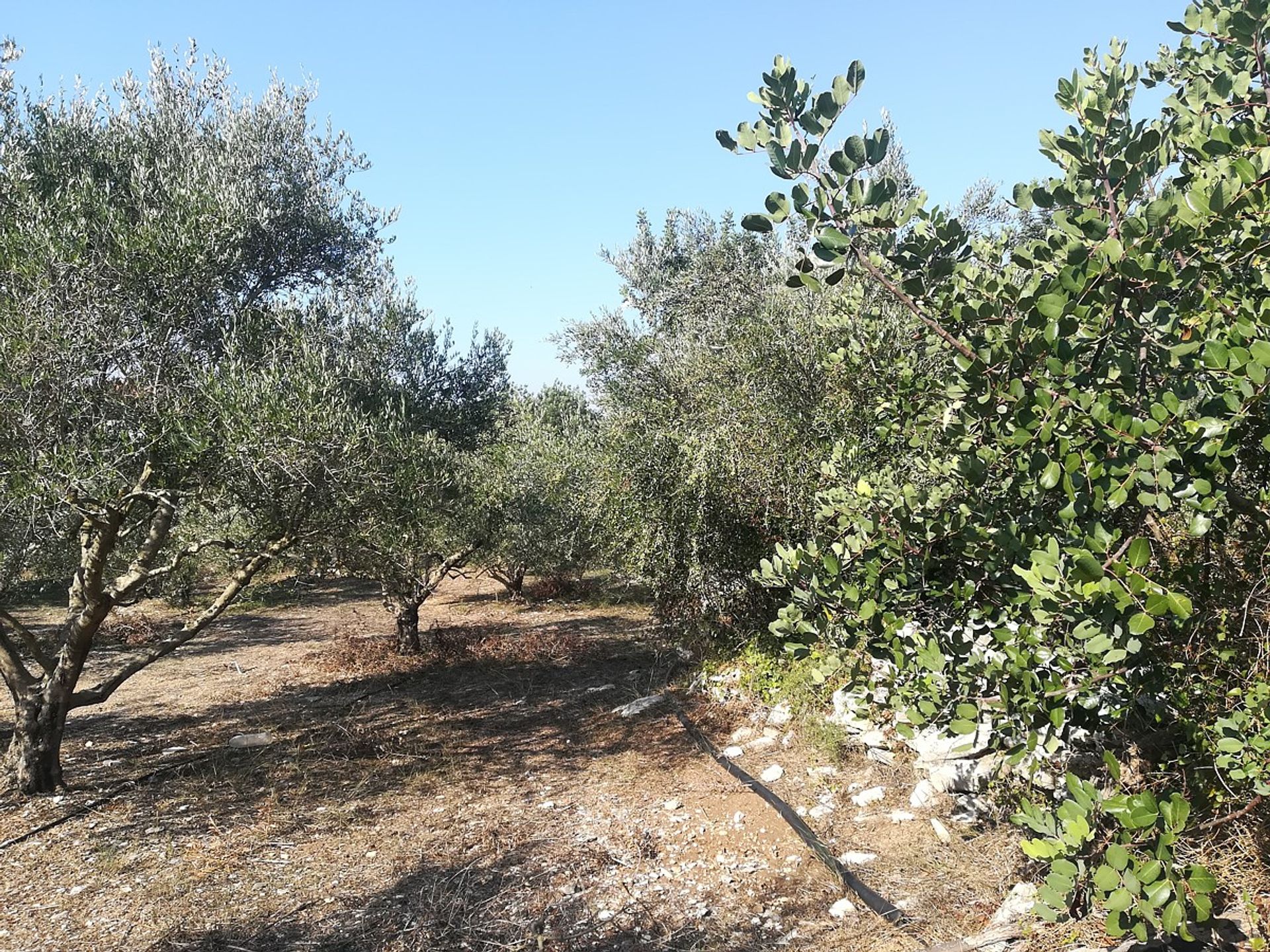 Land im Kefalas, Kriti 11554154