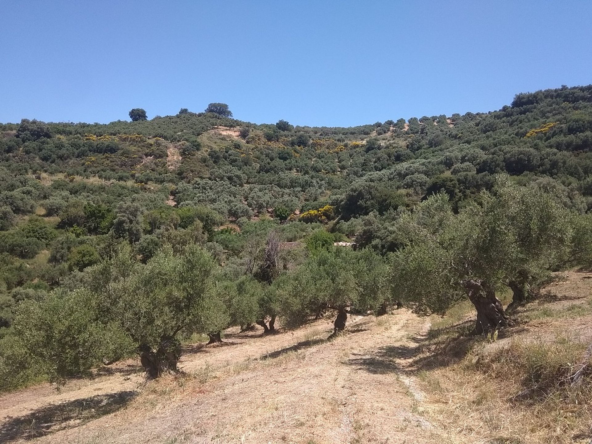 Land in Kolymvari,  11554188