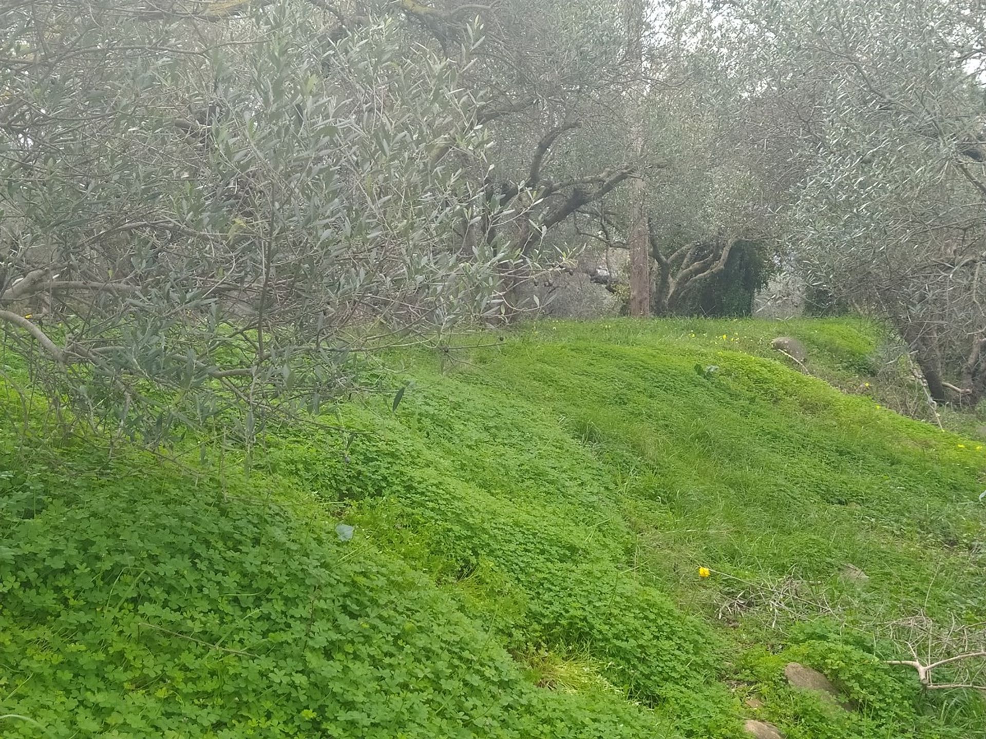 ארץ ב דמפלה, קריטי 11554245