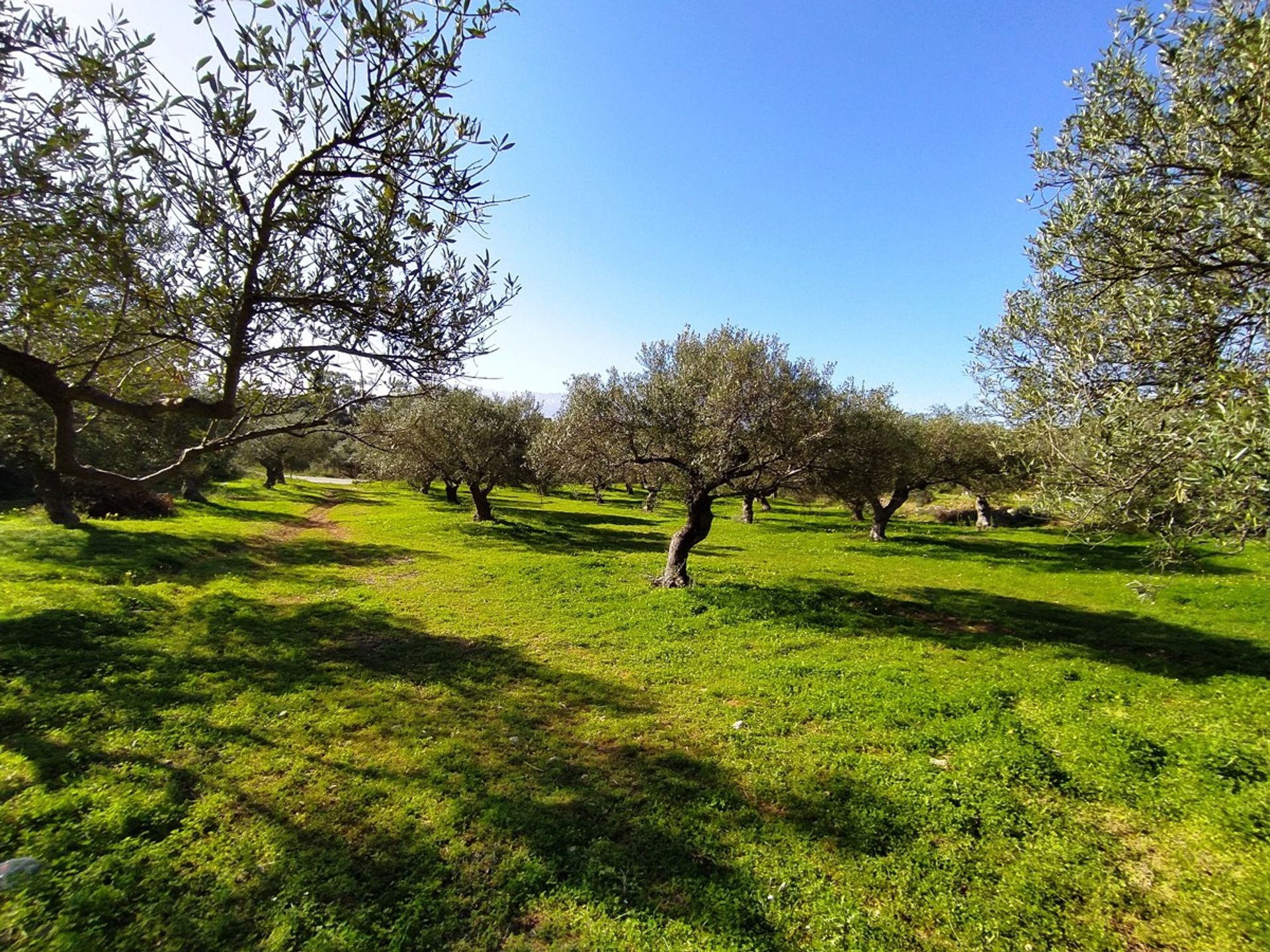 Tierra en kathiana, criti 11554253