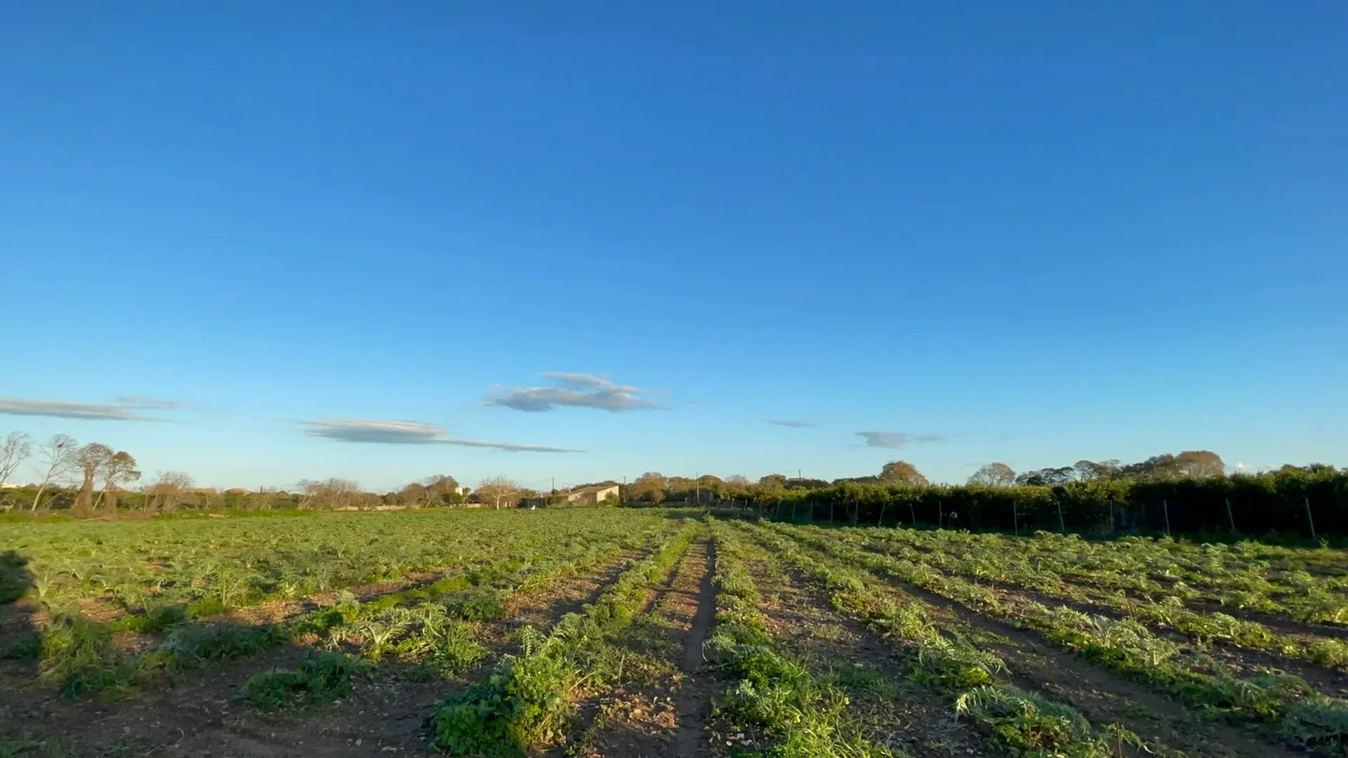 Tanah di Partanna, Sicily 11611414