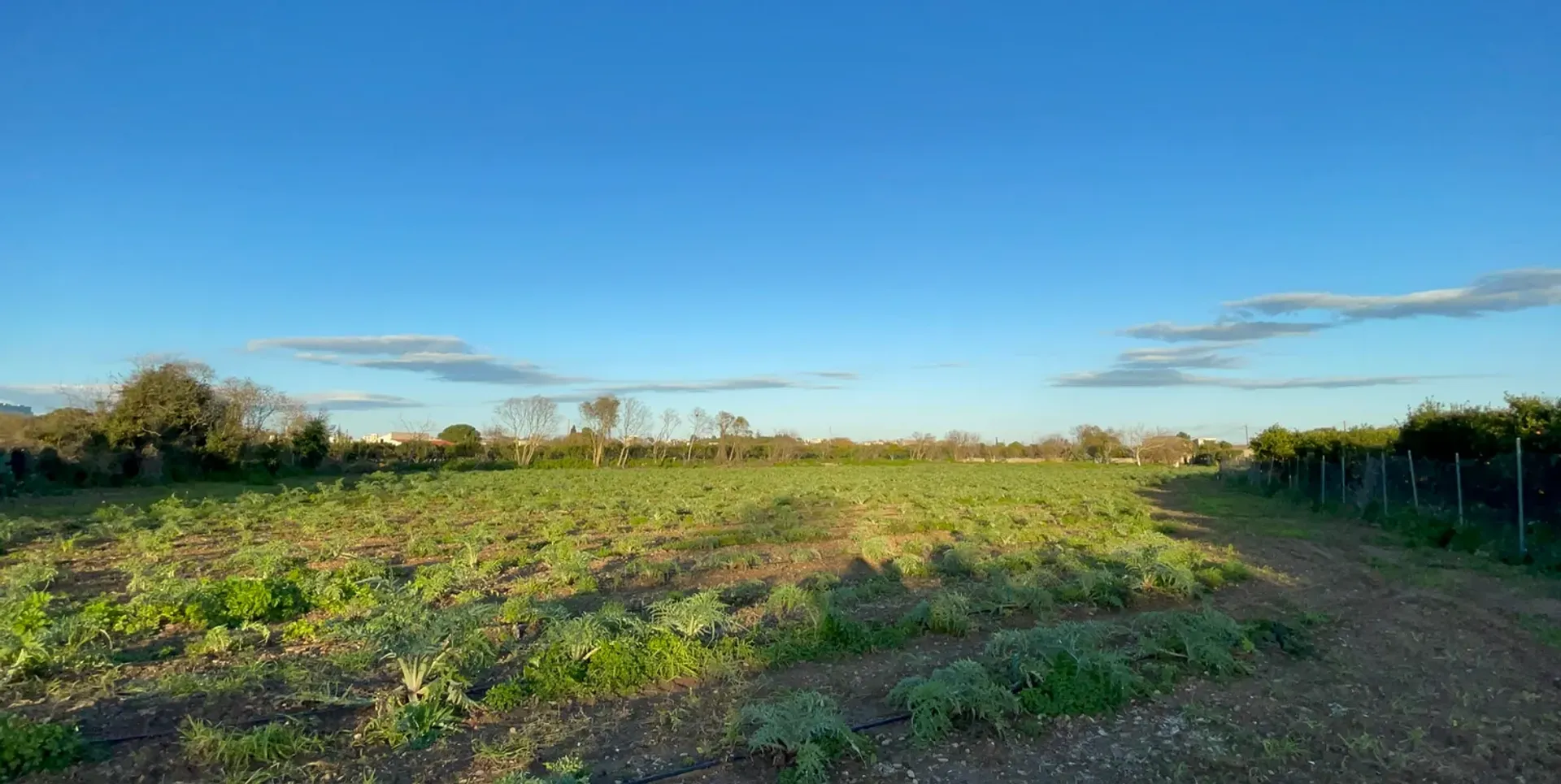 Tierra en Partanna, Sicily 11611414