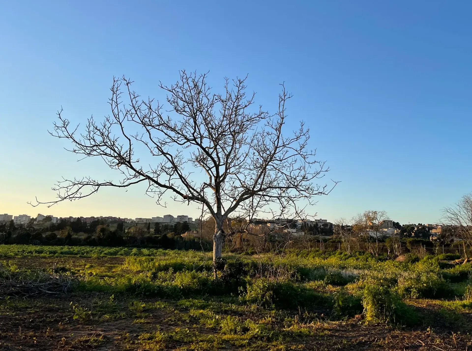 Tierra en Partanna, Sicily 11611414