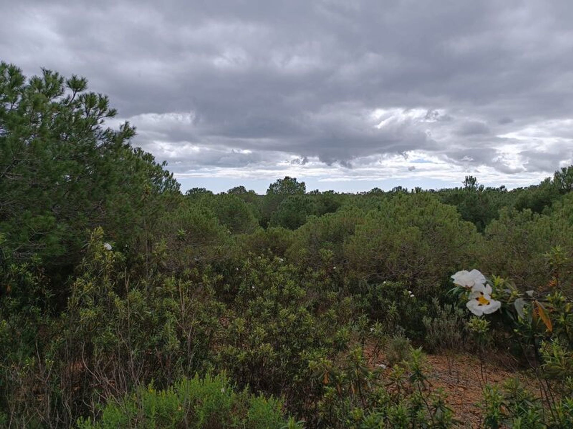 Tierra en azinhal, Faraón 11611449