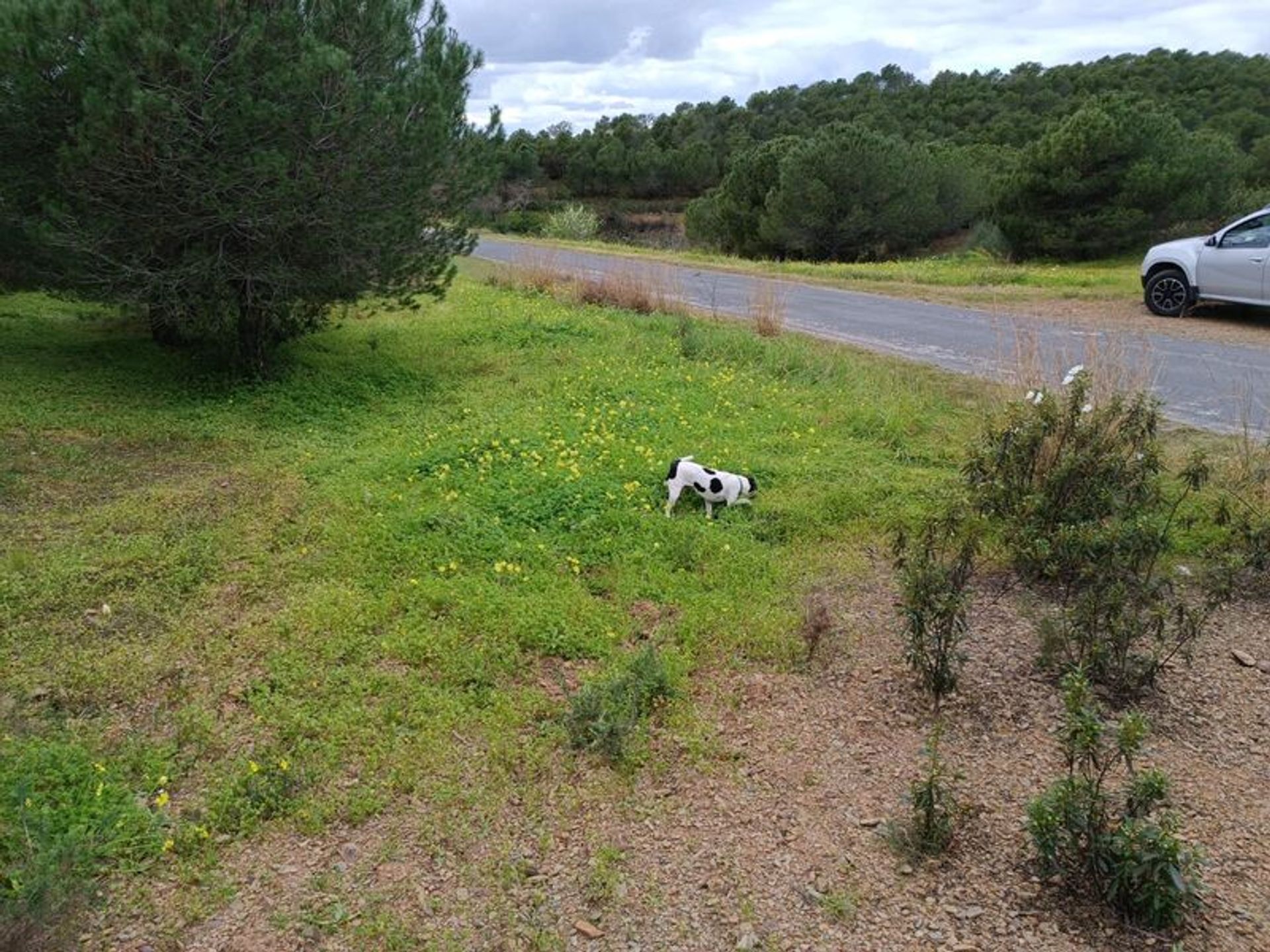 Tierra en azinhal, Faraón 11611449