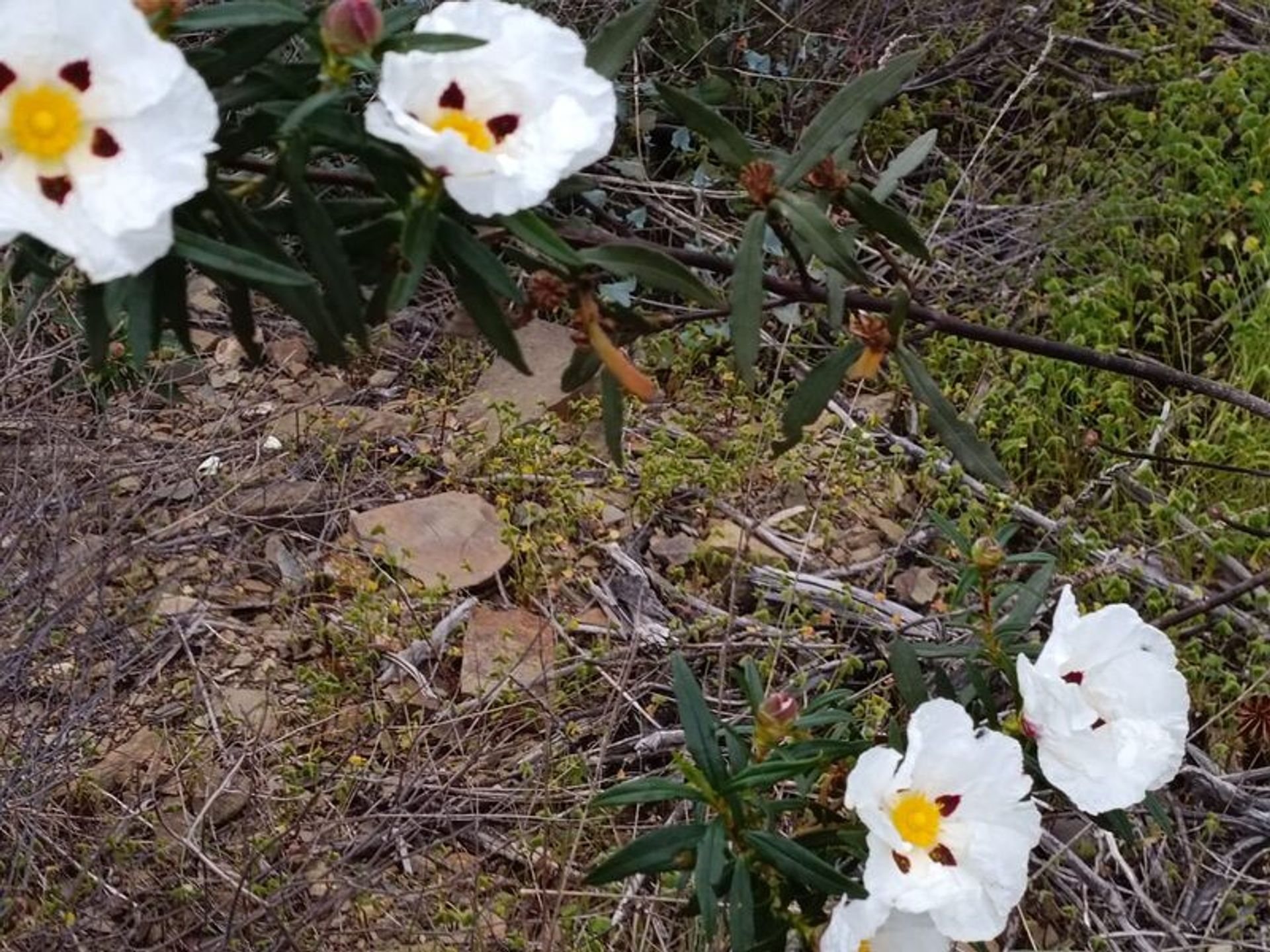 Tierra en azinhal, Faraón 11611449