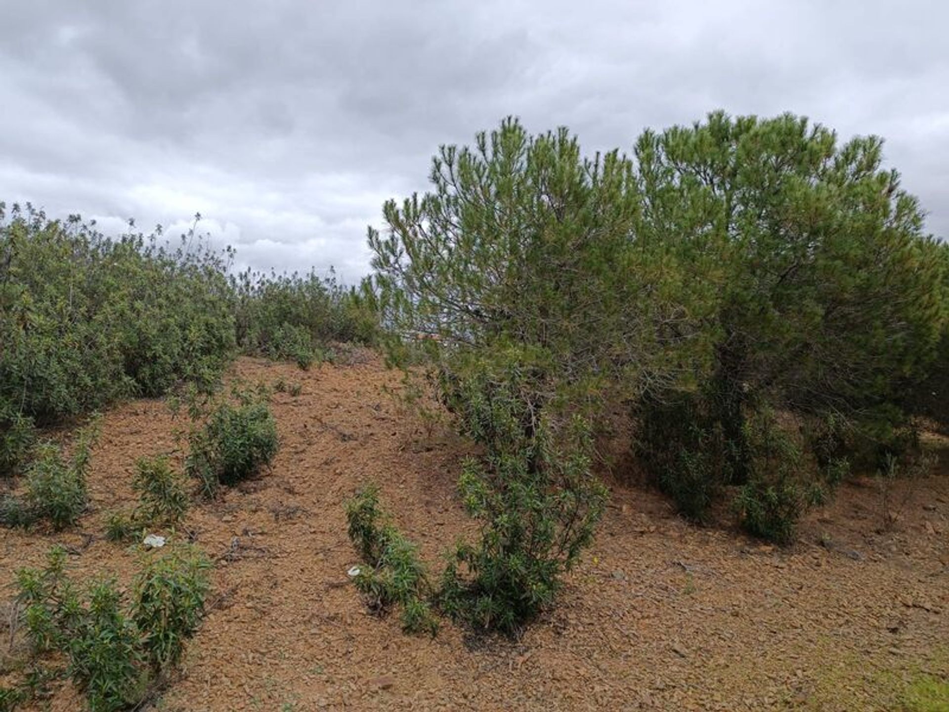 Tierra en azinhal, Faraón 11611449