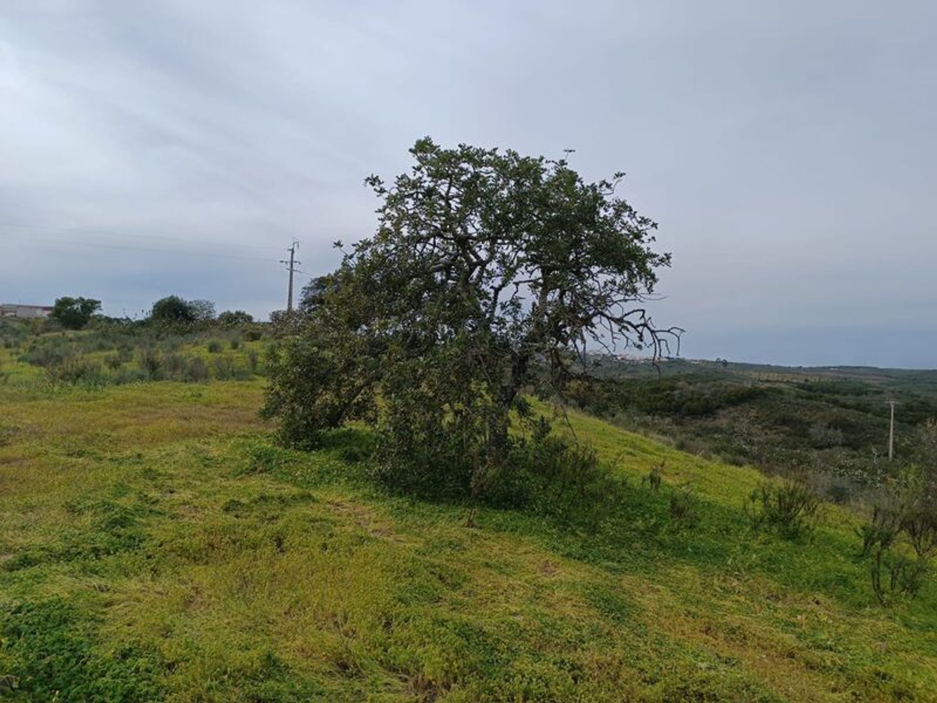 Tierra en azinhal, Faraón 11611450