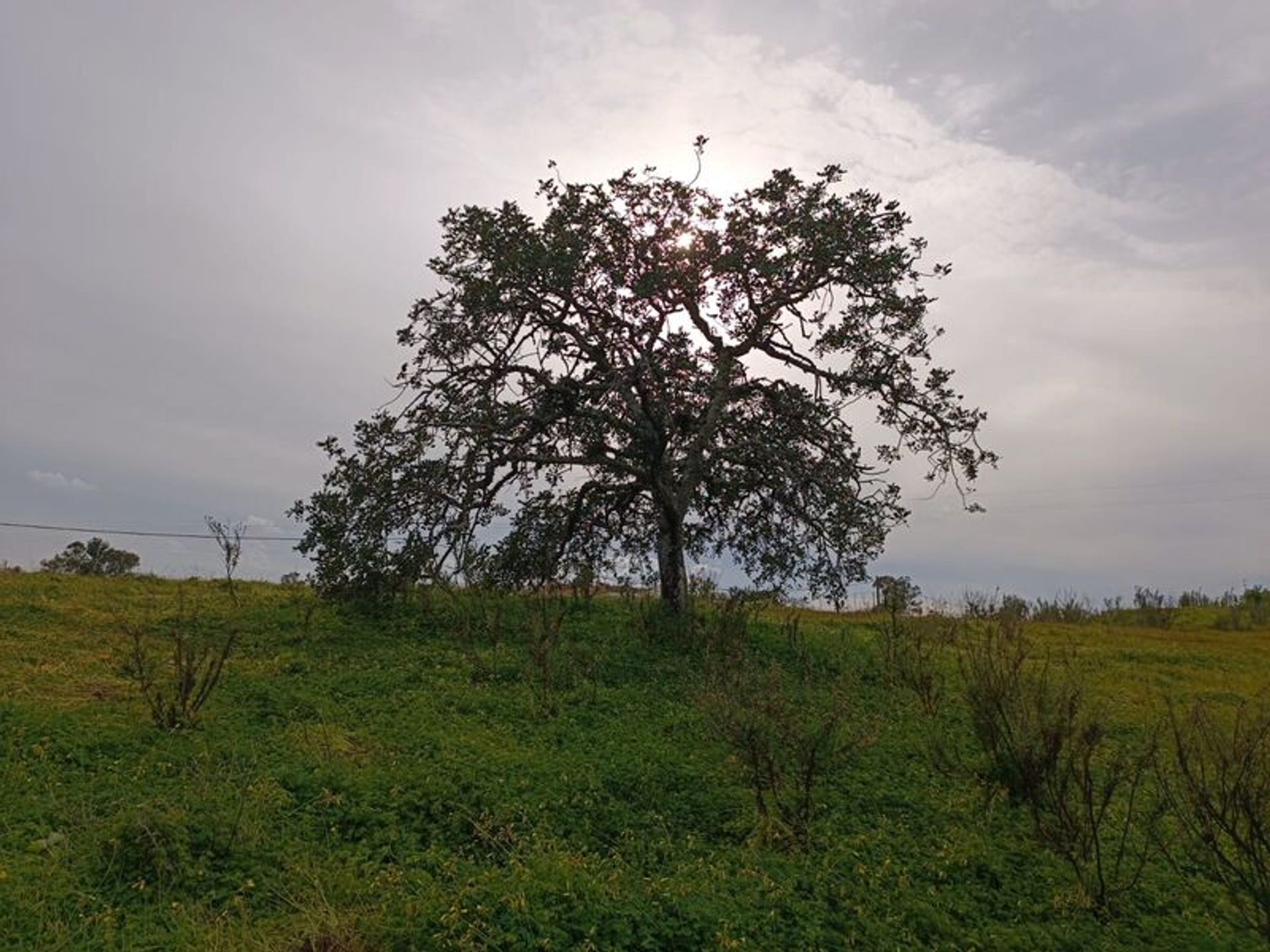 Tierra en azinhal, Faraón 11611450