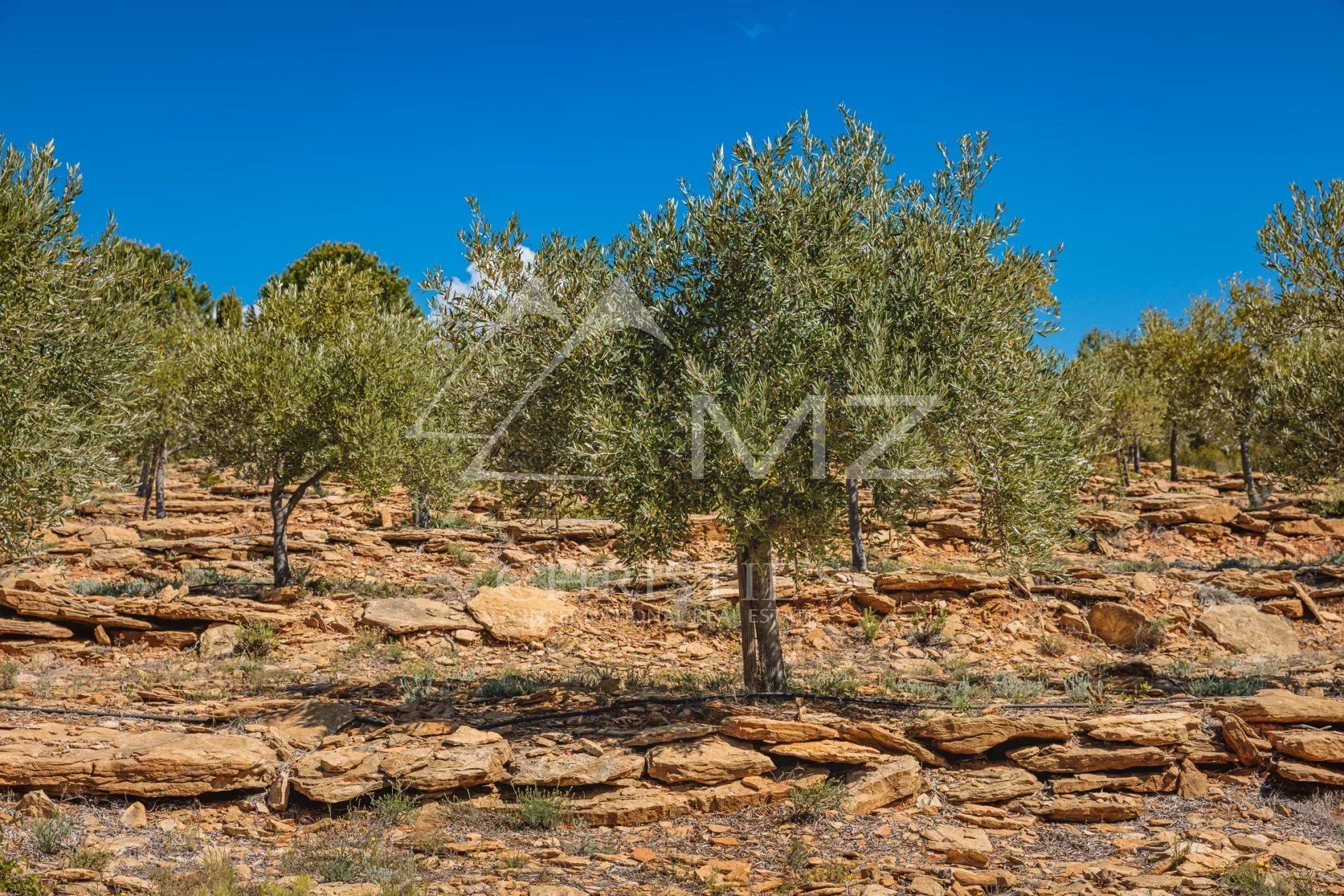 Autre dans Bandol, Var 11614749