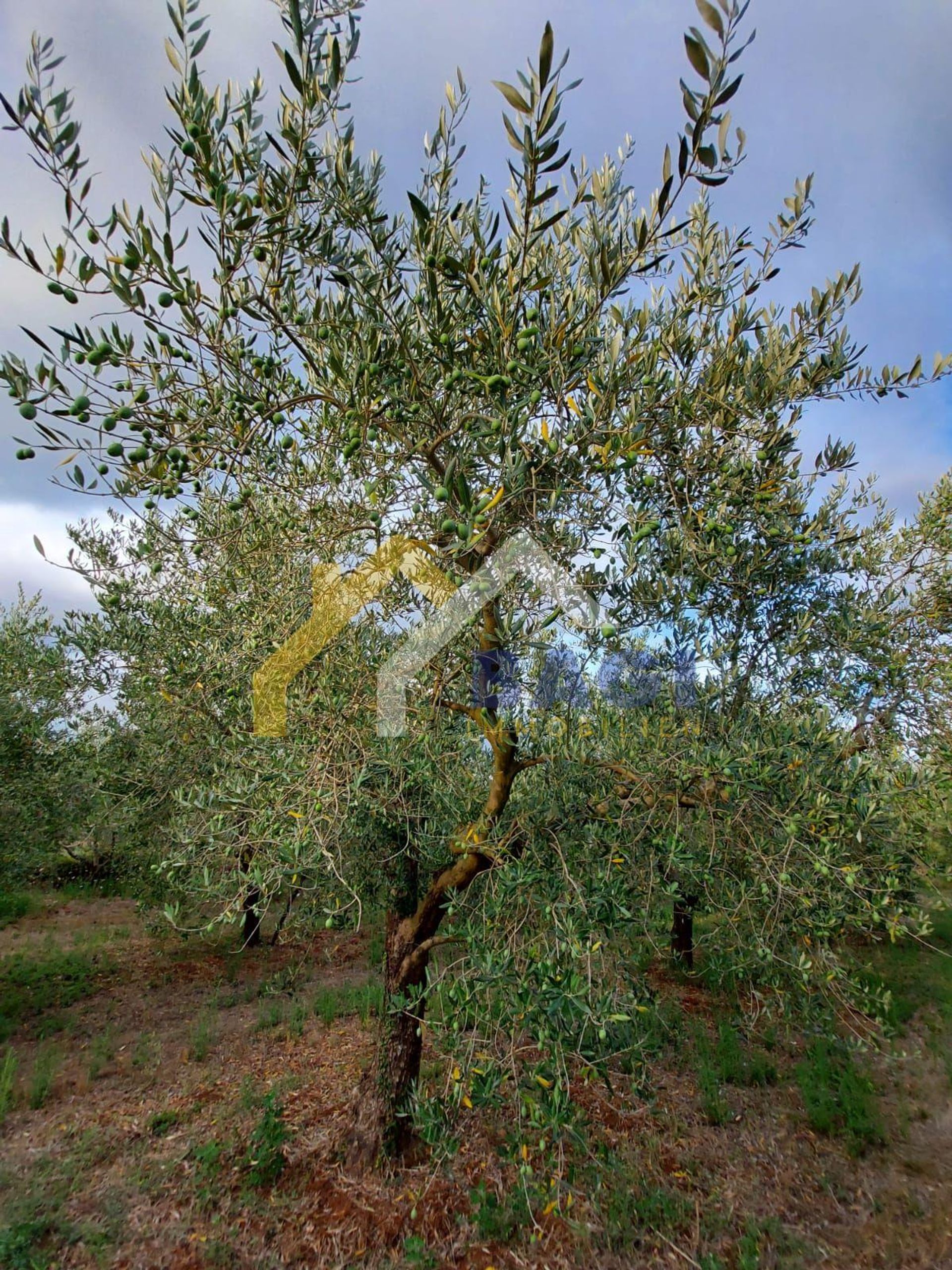 Land i Medulin, Istarska Zupanija 11615815