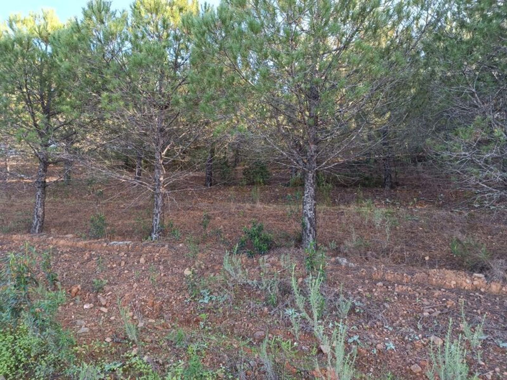 Land in Castro Marim, Faro District 11617712