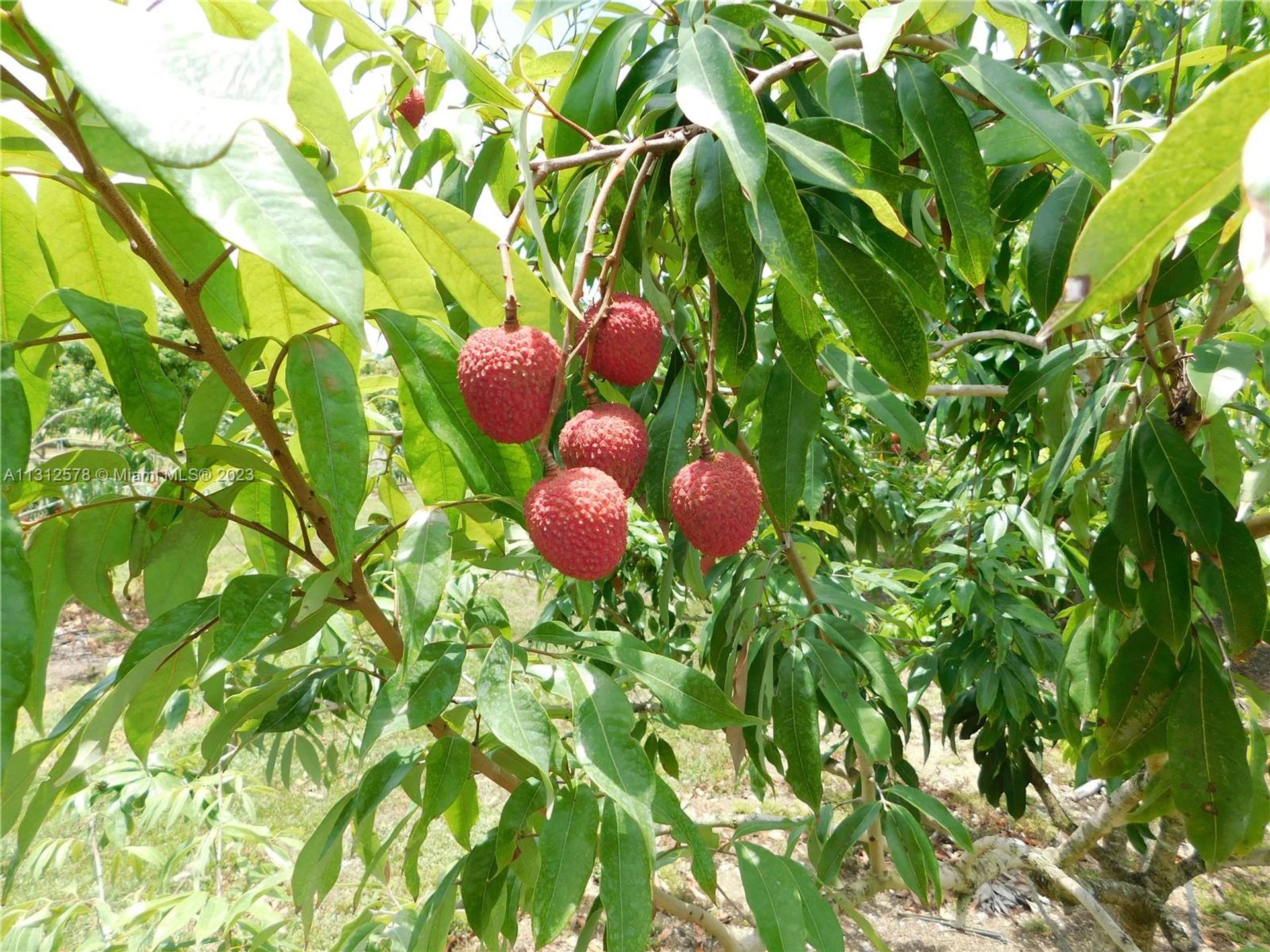 Tierra en Tierra roja, Florida 11621586