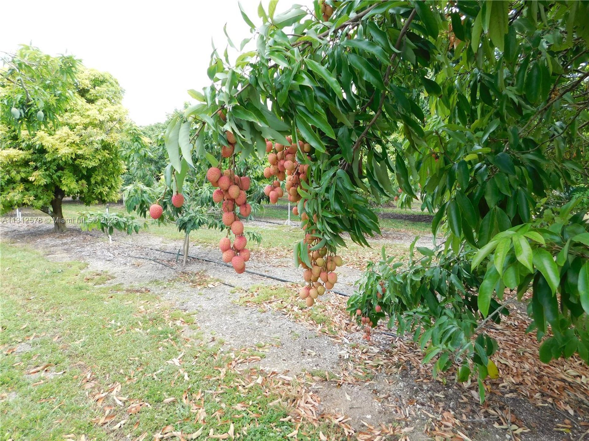 Tierra en Tierra roja, Florida 11621586