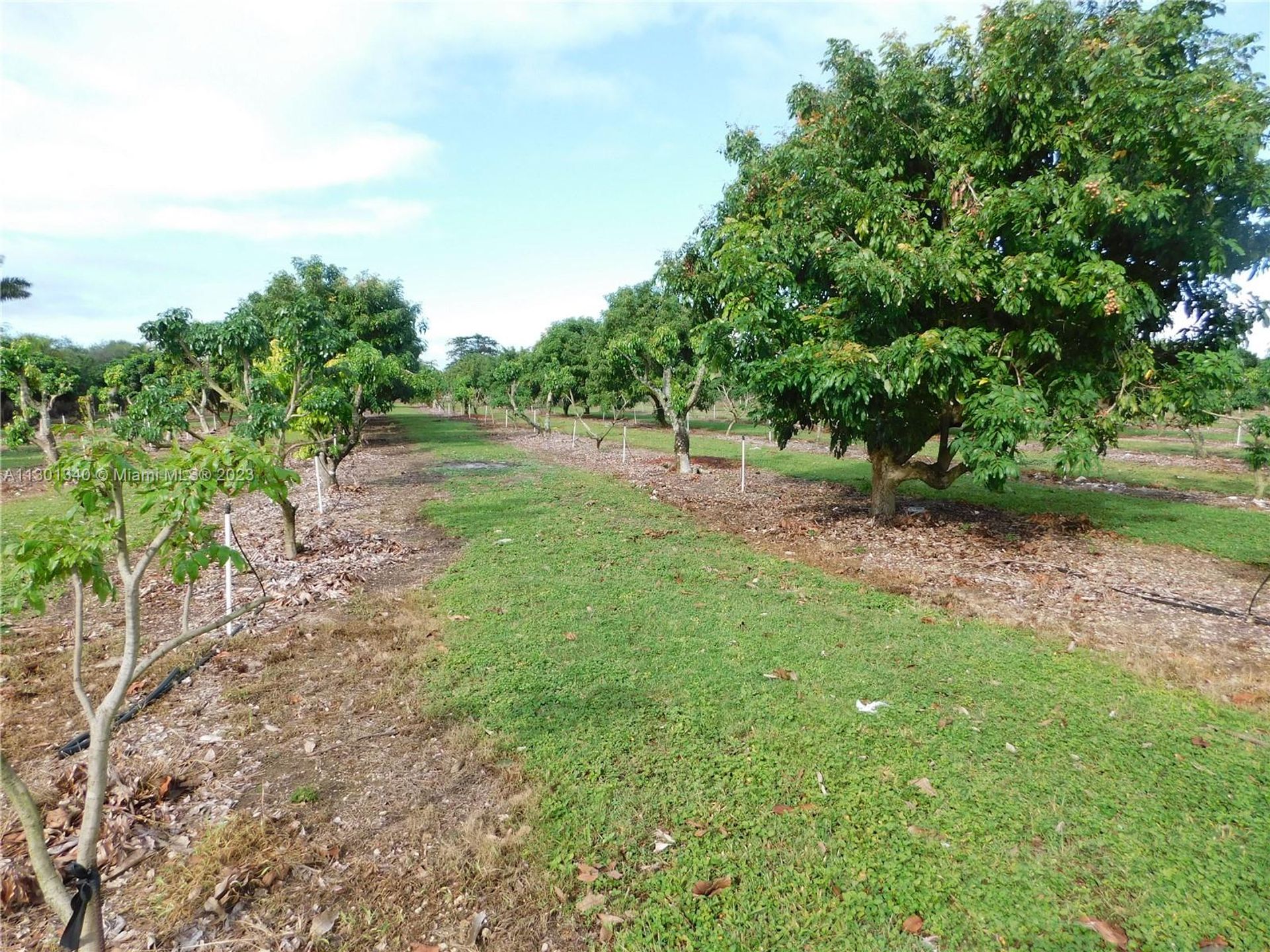 土地 在 Homestead, Florida 11621762