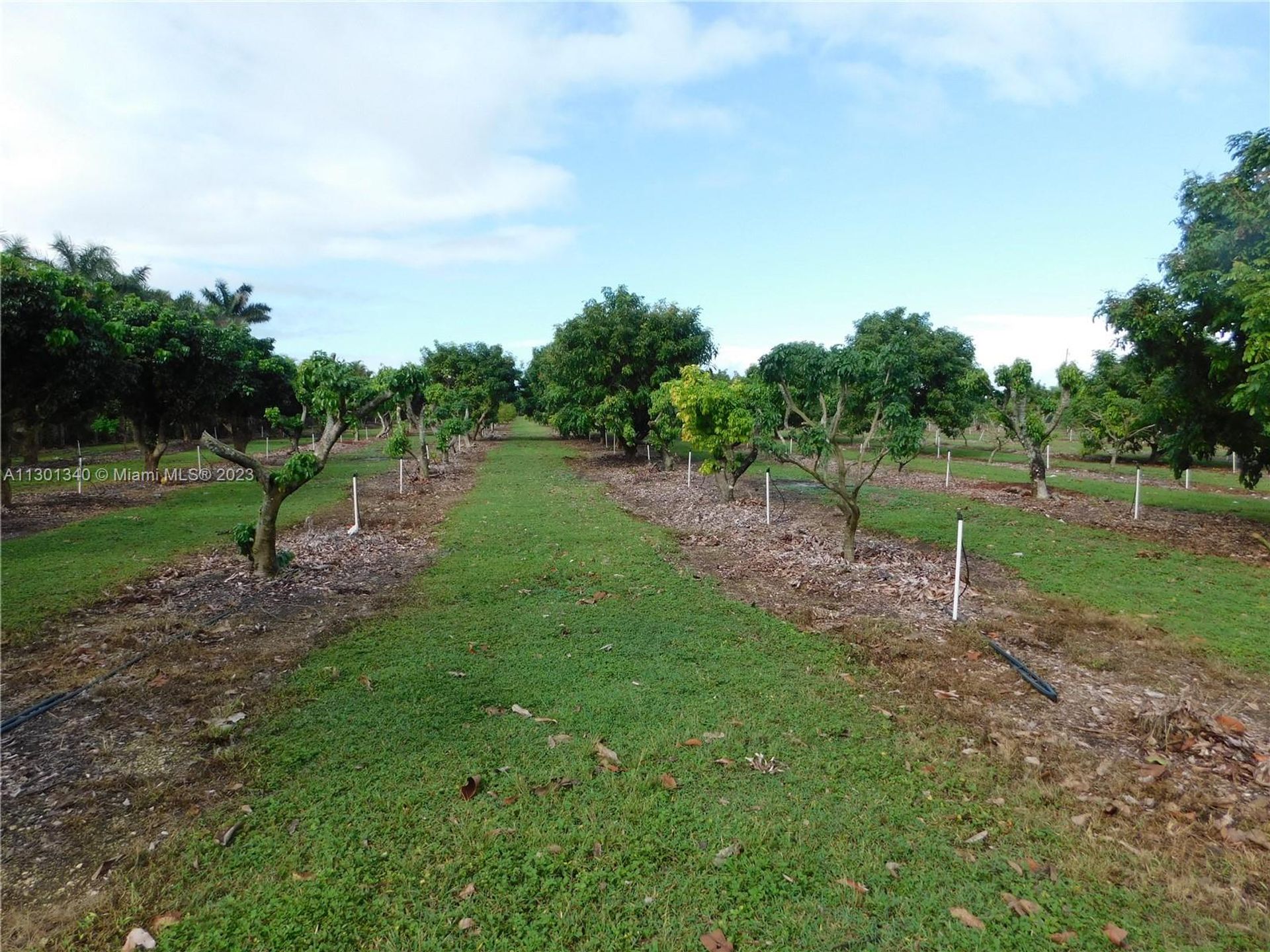 土地 在 Homestead, Florida 11621762