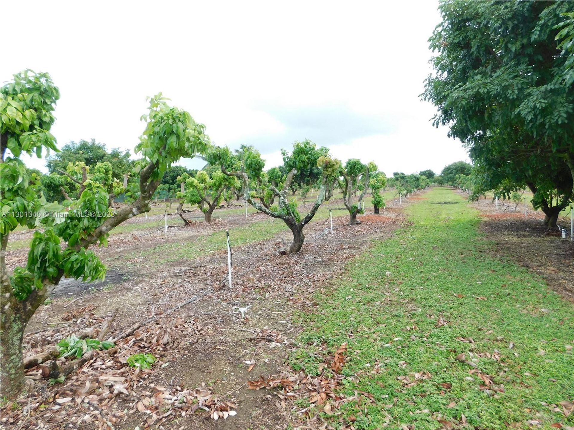 भूमि में Homestead, Florida 11621762