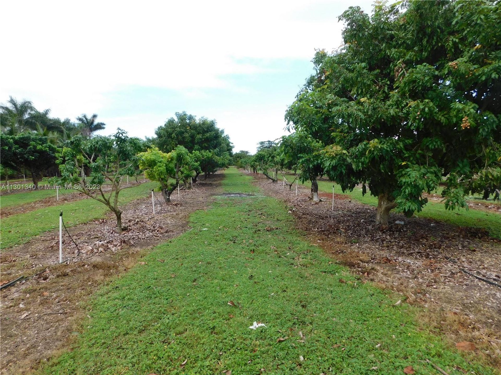 Tanah di Homestead, Florida 11621762