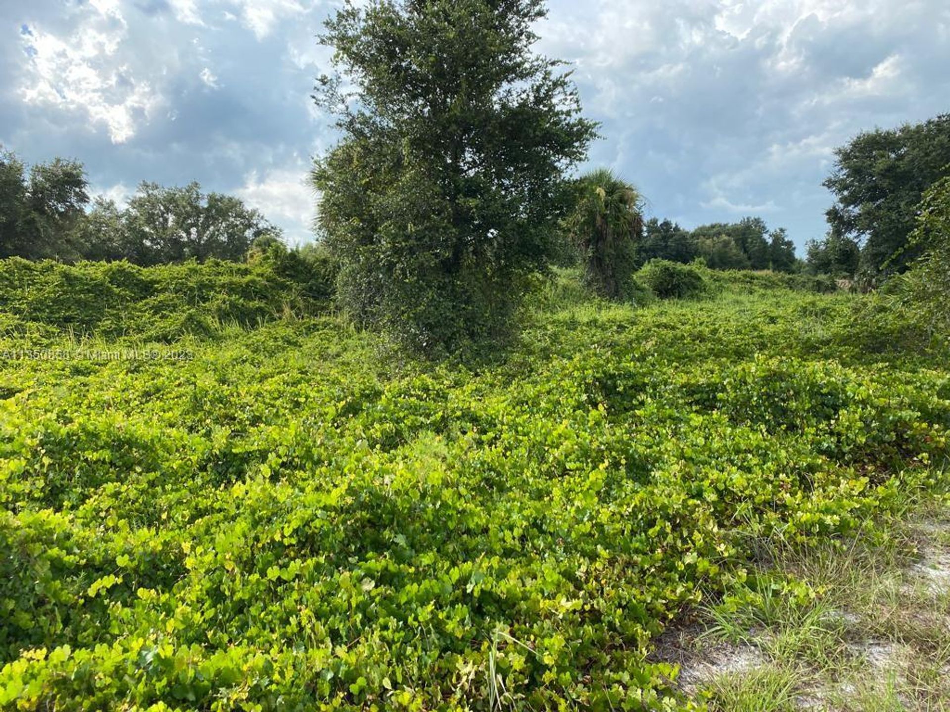 商業的 在 Okeechobee, Florida 11621826